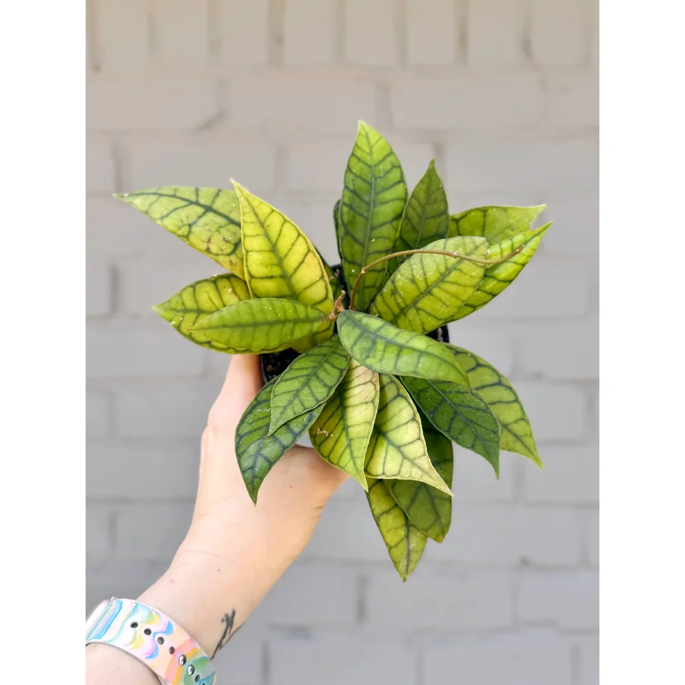 Hoya Callistophylla 4