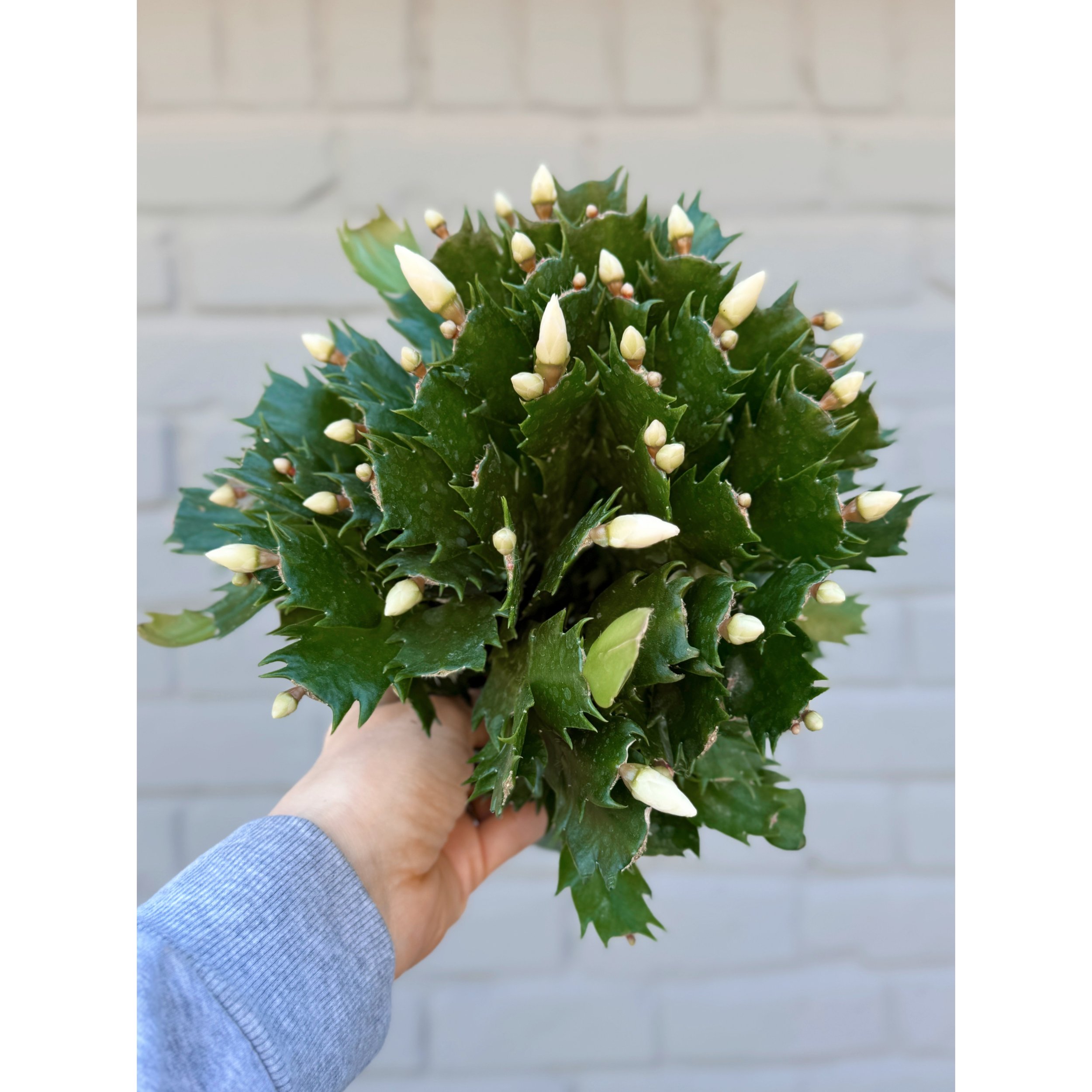 Holiday Cactus - Schlumbergera Hybrid 'Thor Cecile' (White Bloom w/ Pink Center)