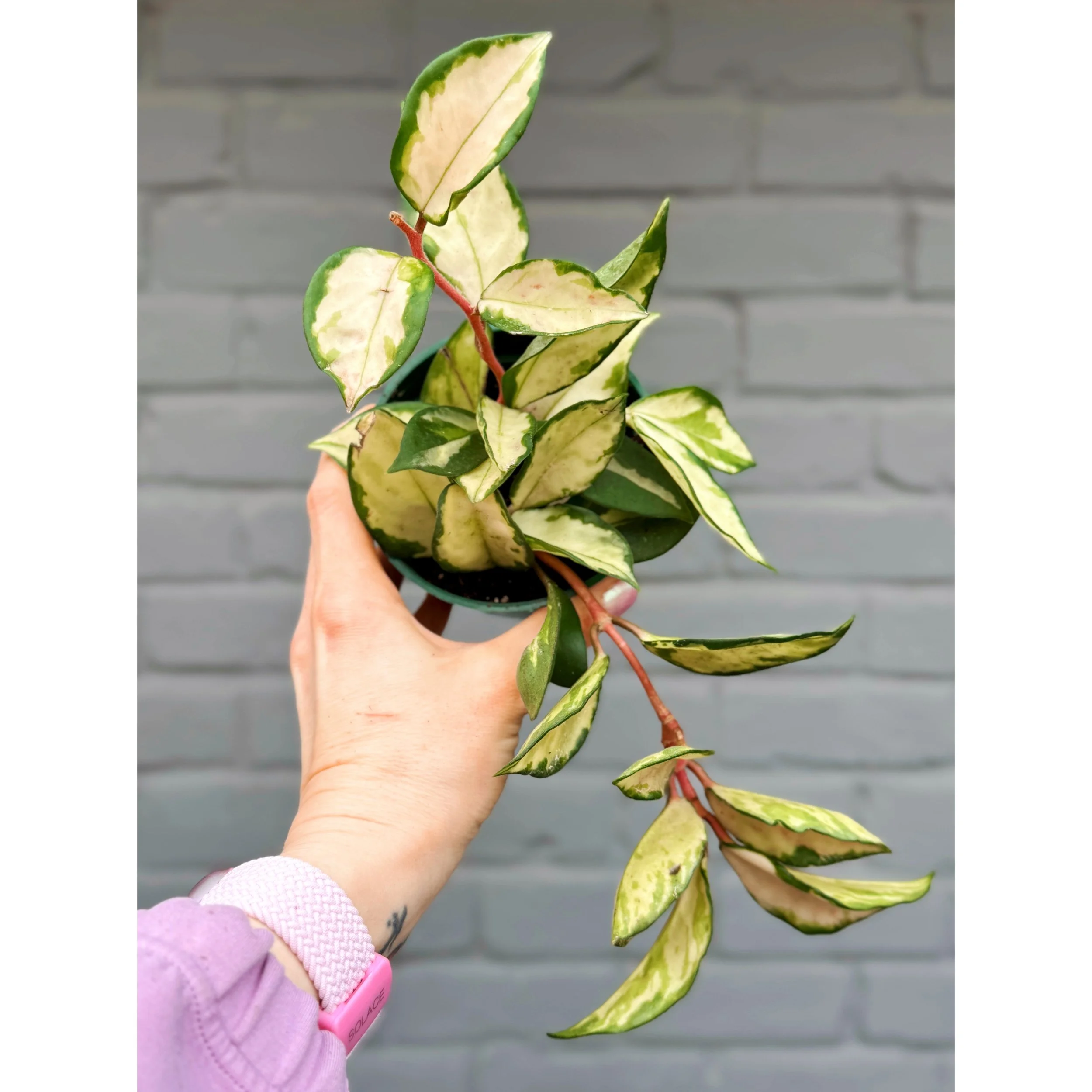 Hoya Carnosa Tricolor 'Krimson Princess' (High Color)