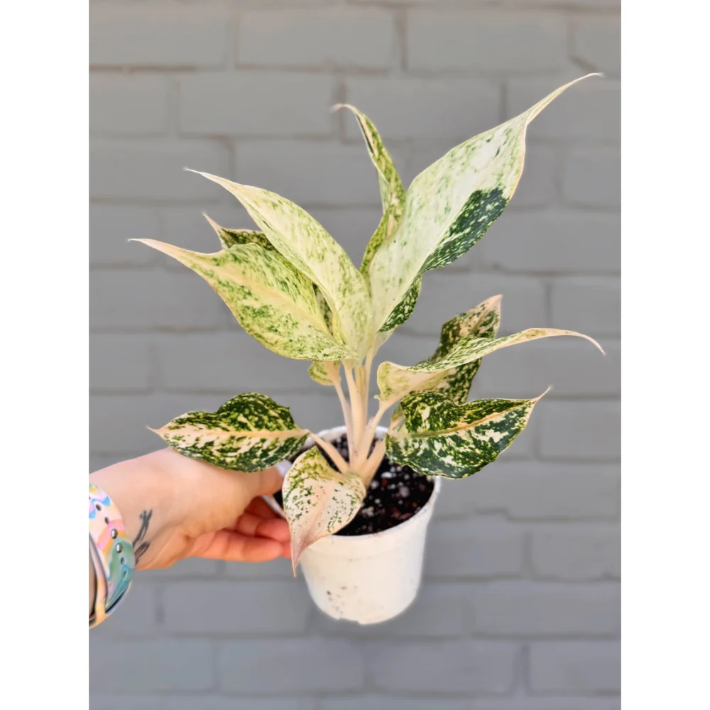 Aglaonema Hybrid 'Lochai' — Stayin' Alive Succulents