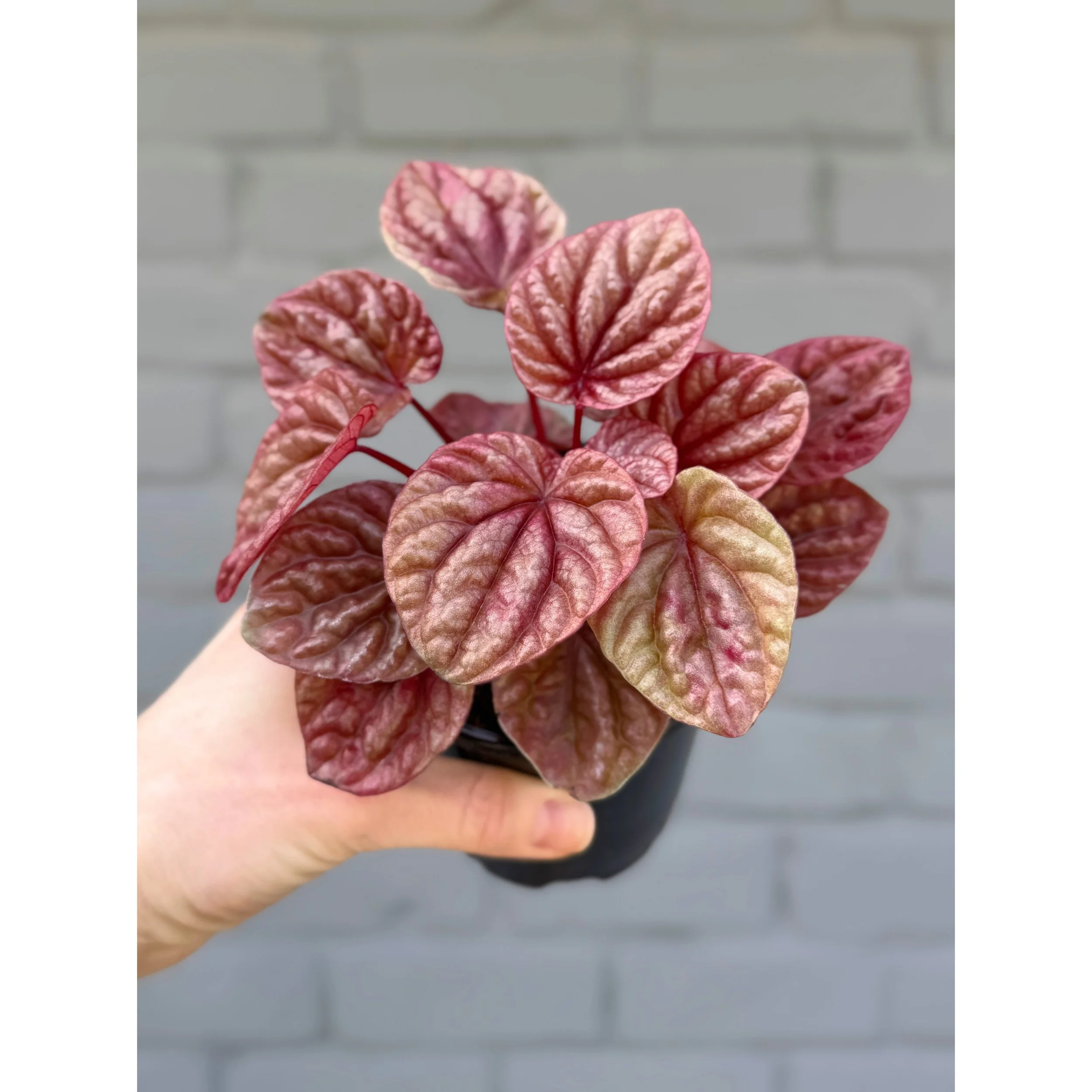 Peperomia Caperata 'Quito'