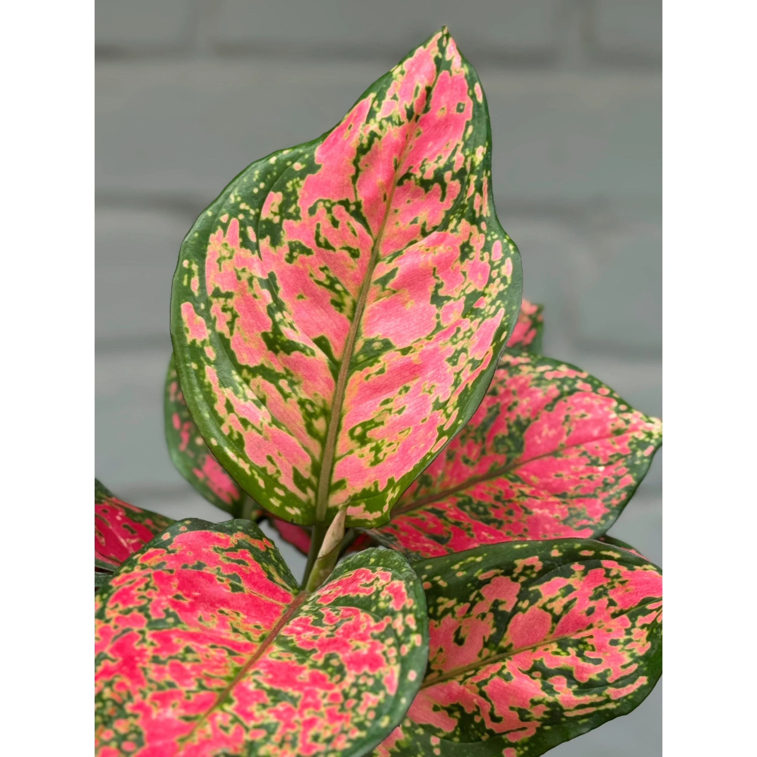 Aglaonema Hybrid 'Red Heart'