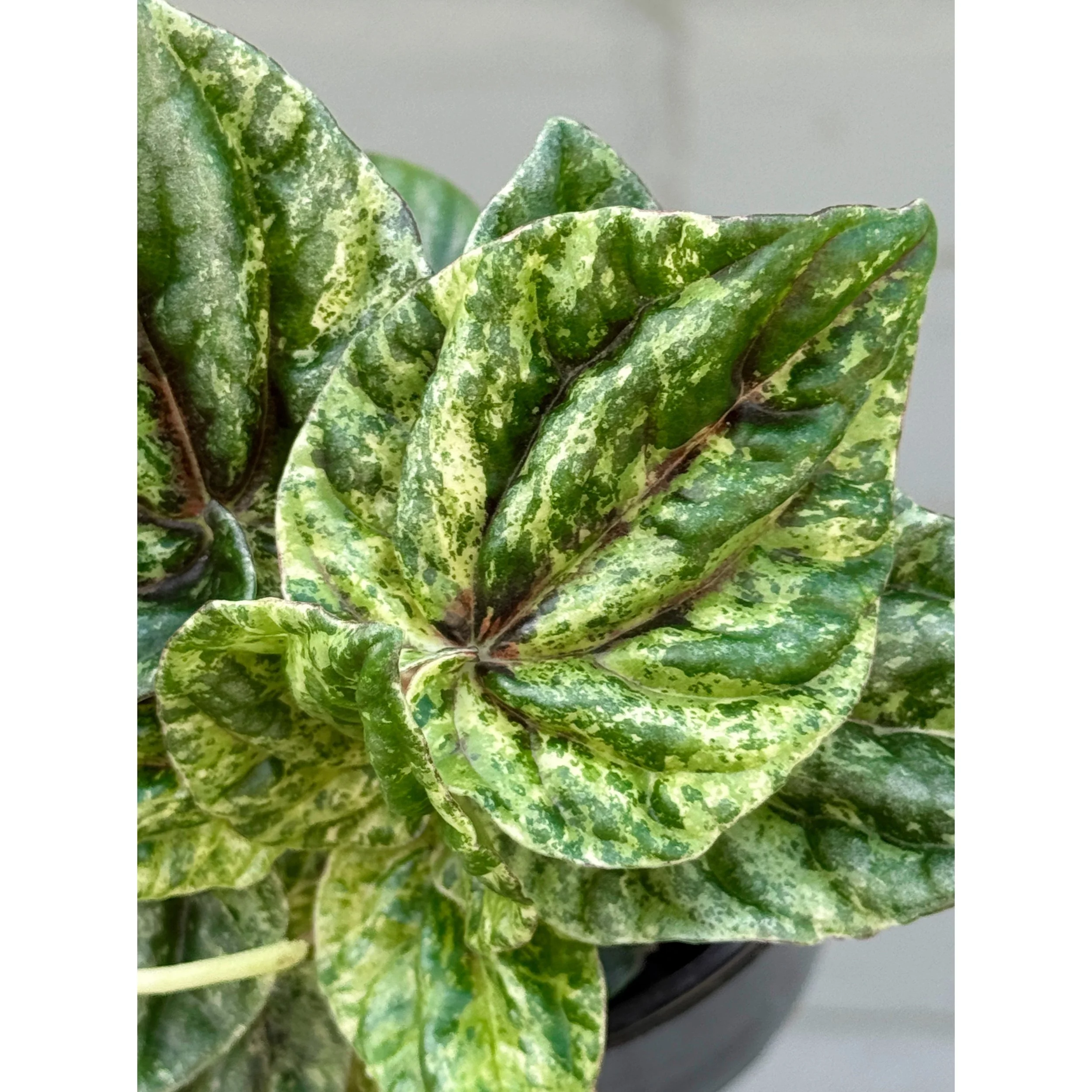 Peperomia Caperata 'Buenos Aires'