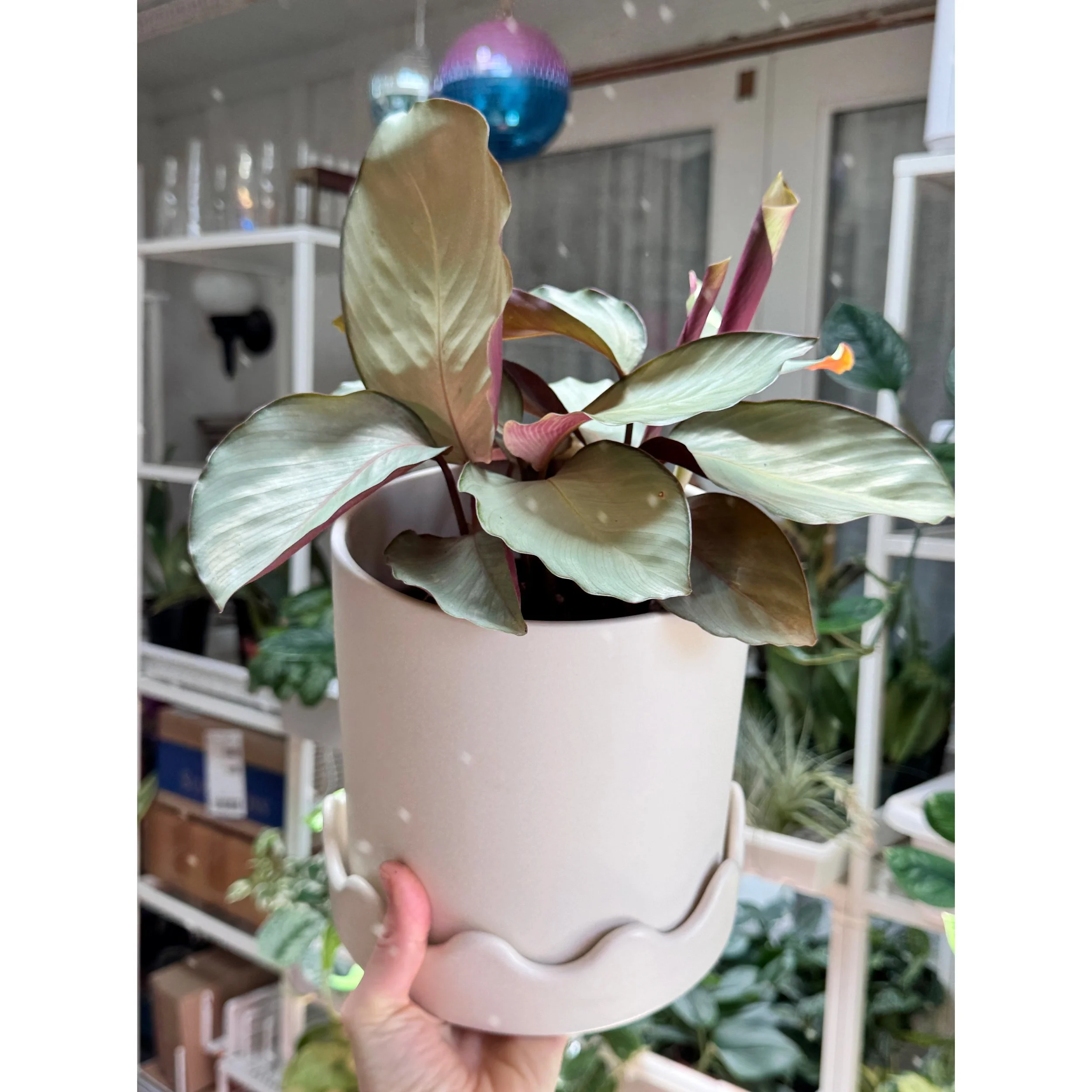 Calathea Silver Plate/Pink Aurora in Cream Scalloped Pot