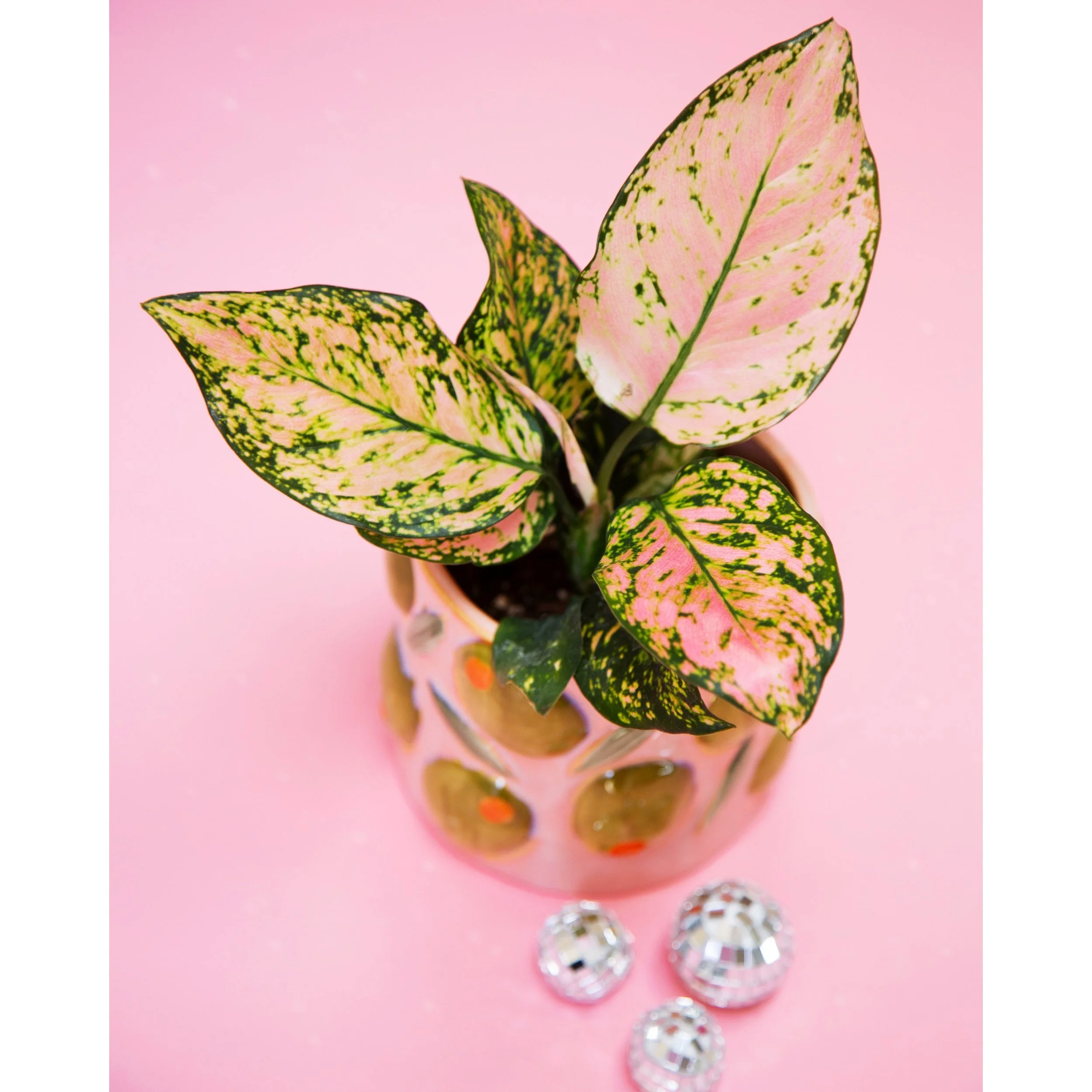 Cucina Olive Pot with Aglaonema Lady Valentine