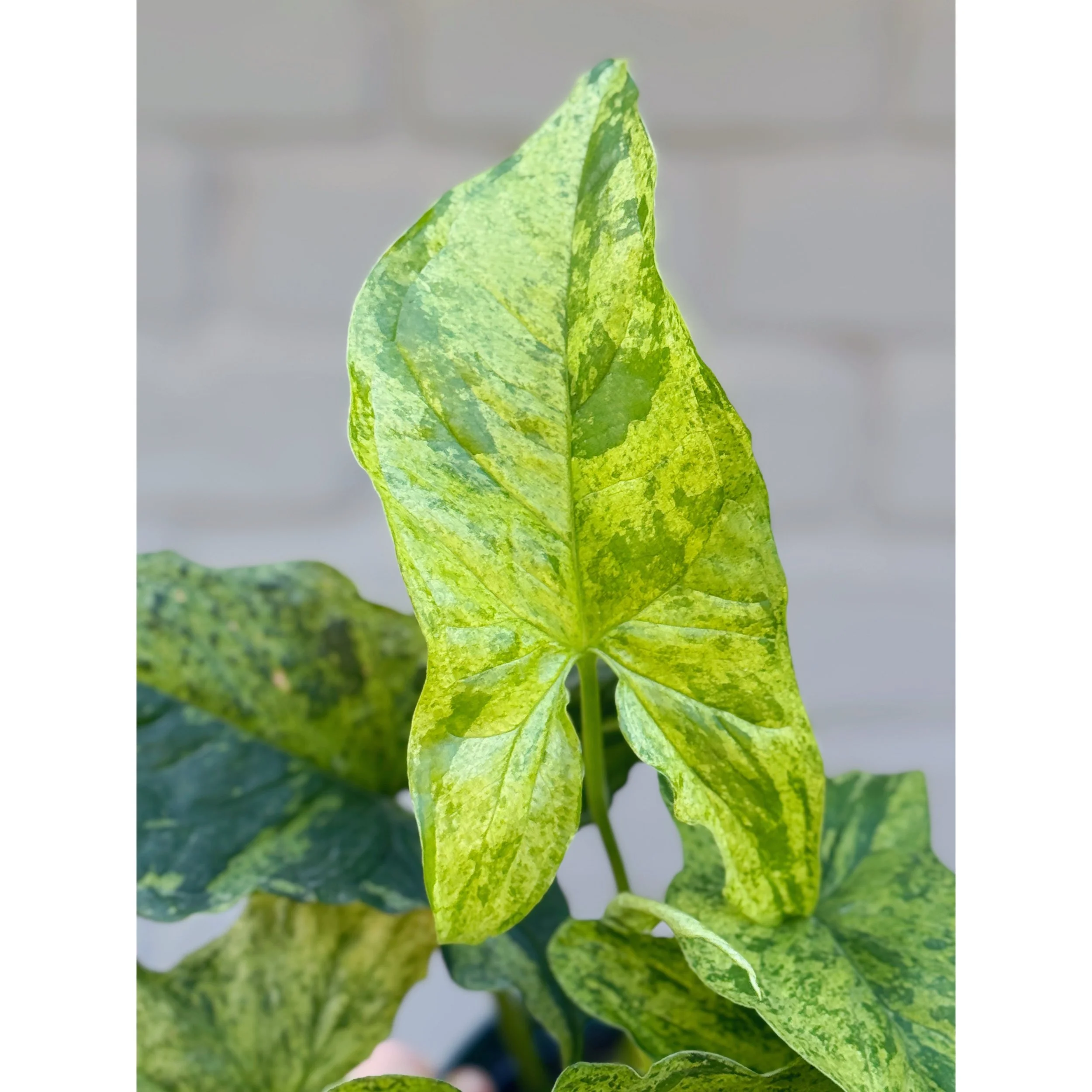 Syngonium 'Mottled Mojito'