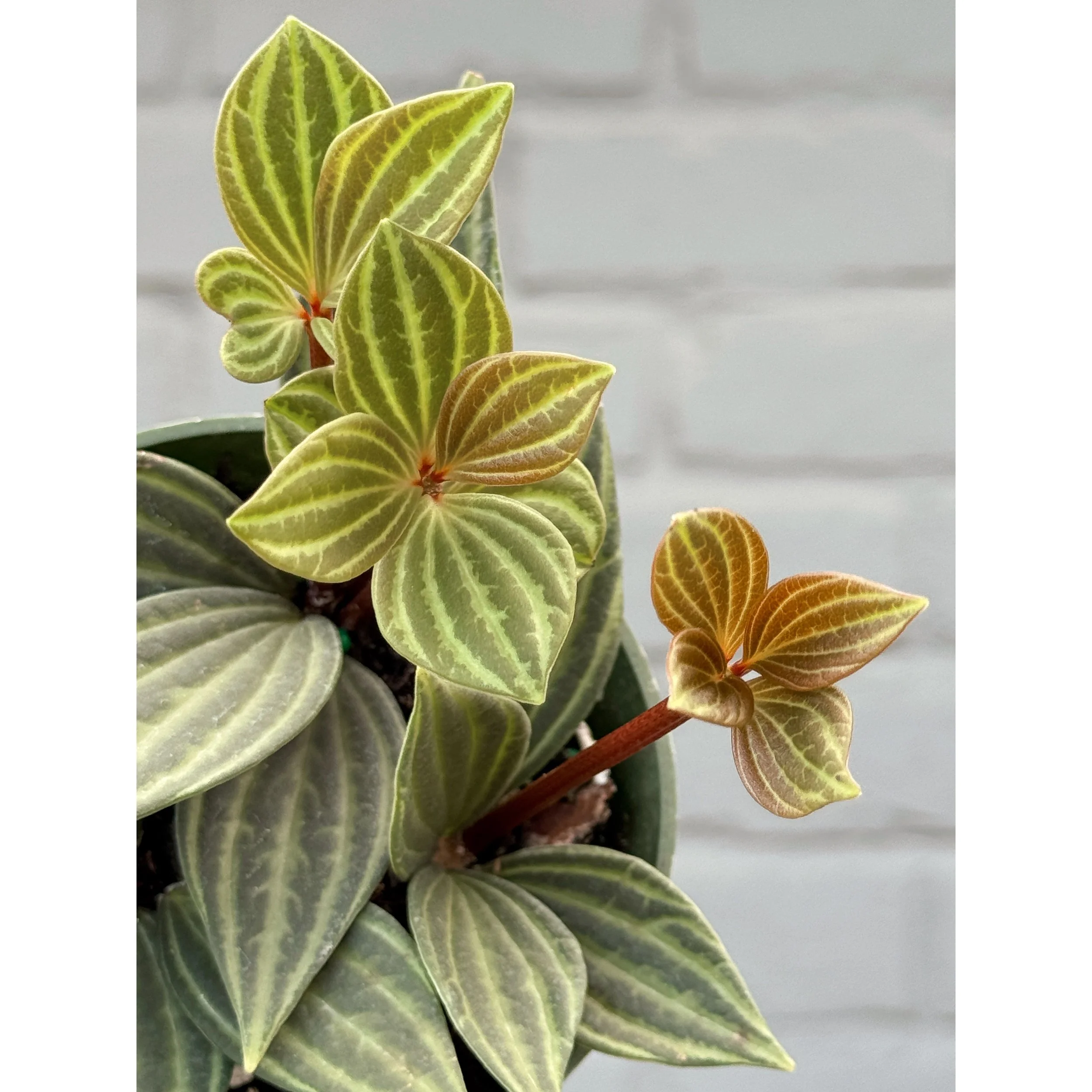 Peperomia Tetragona 'Parallel'
