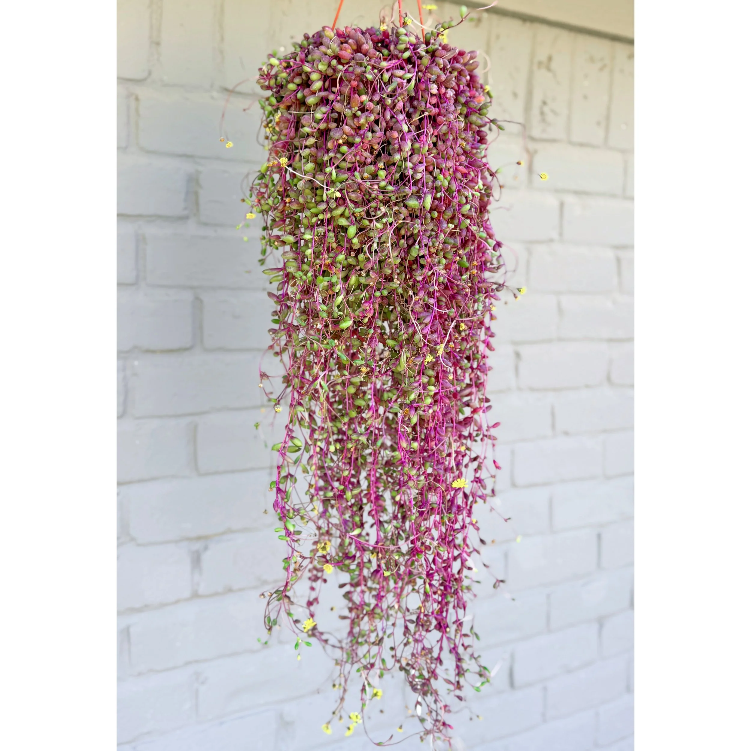 Othonna Capensis 'Ruby Necklace' 6" HB XL