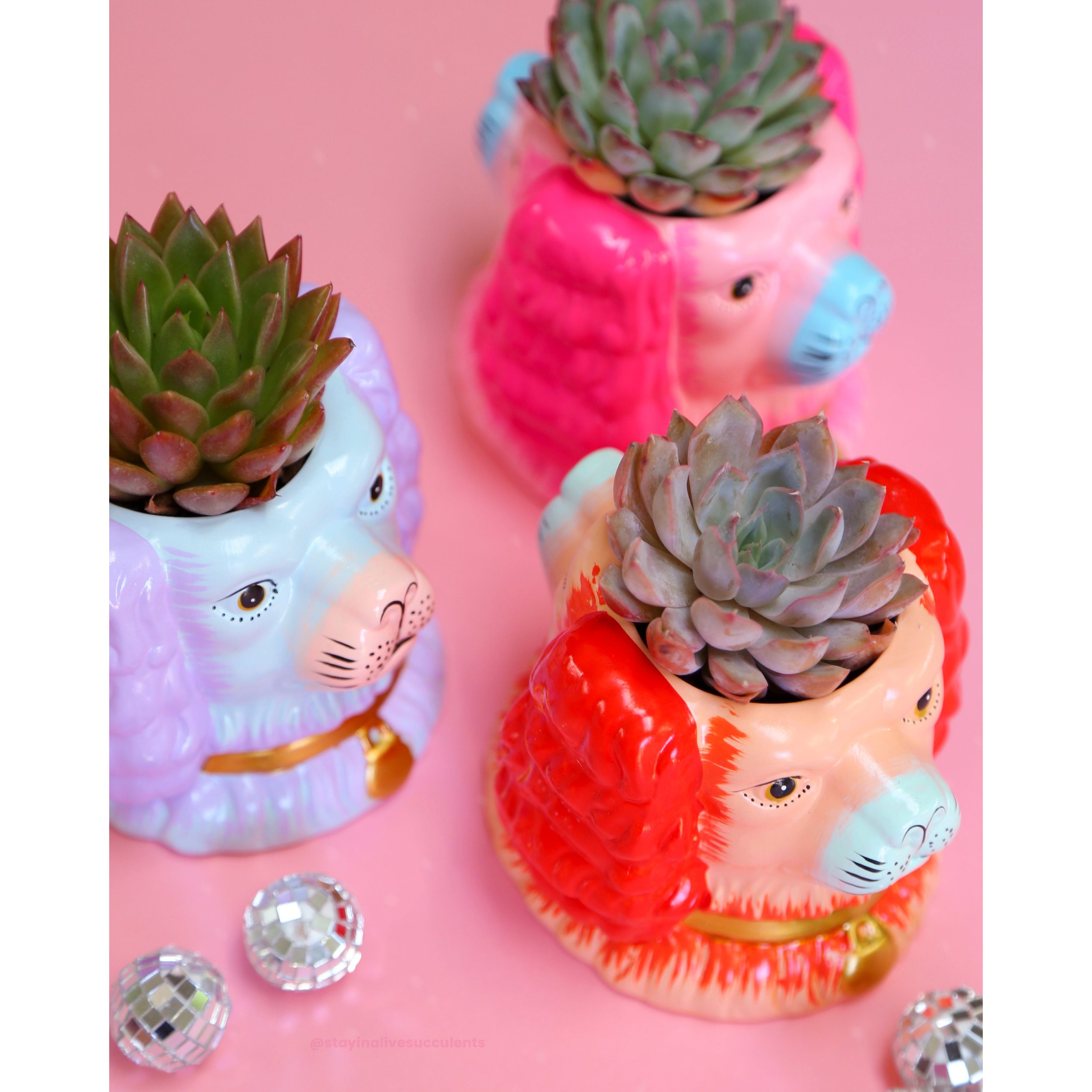 Staffordshire Dog Vase/Planter with Small Succulent