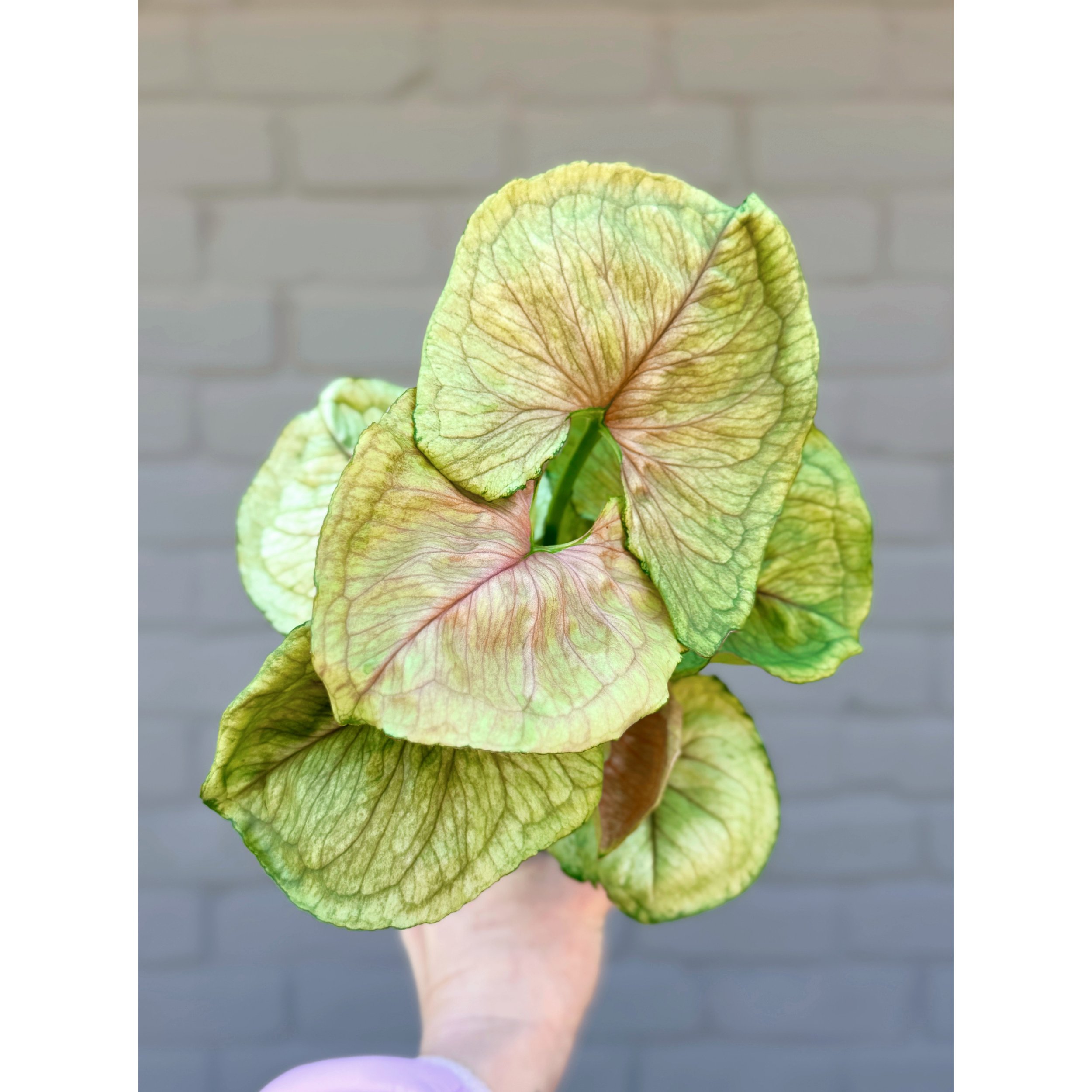 Syngonium 'Siam Kiwi'