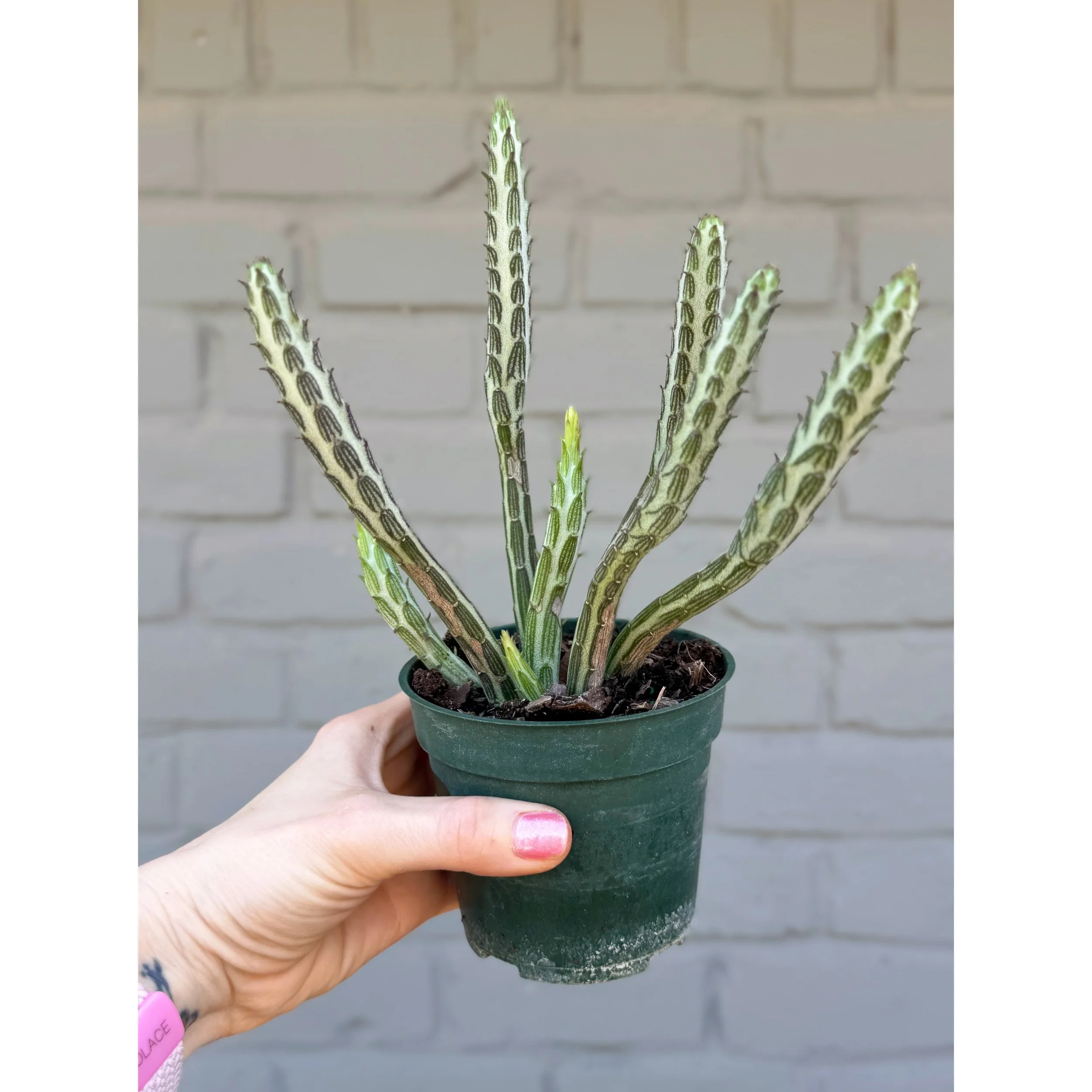 Senecio Stapeliiformis 'Pickle Plant' 4"