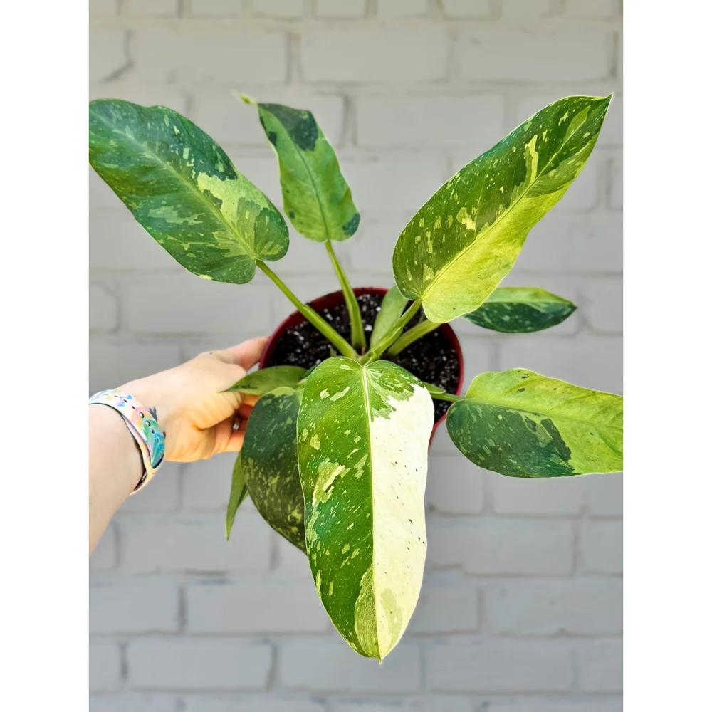 Philodendron 'Jose Buono' 6"  Stayin' Alive Succulents