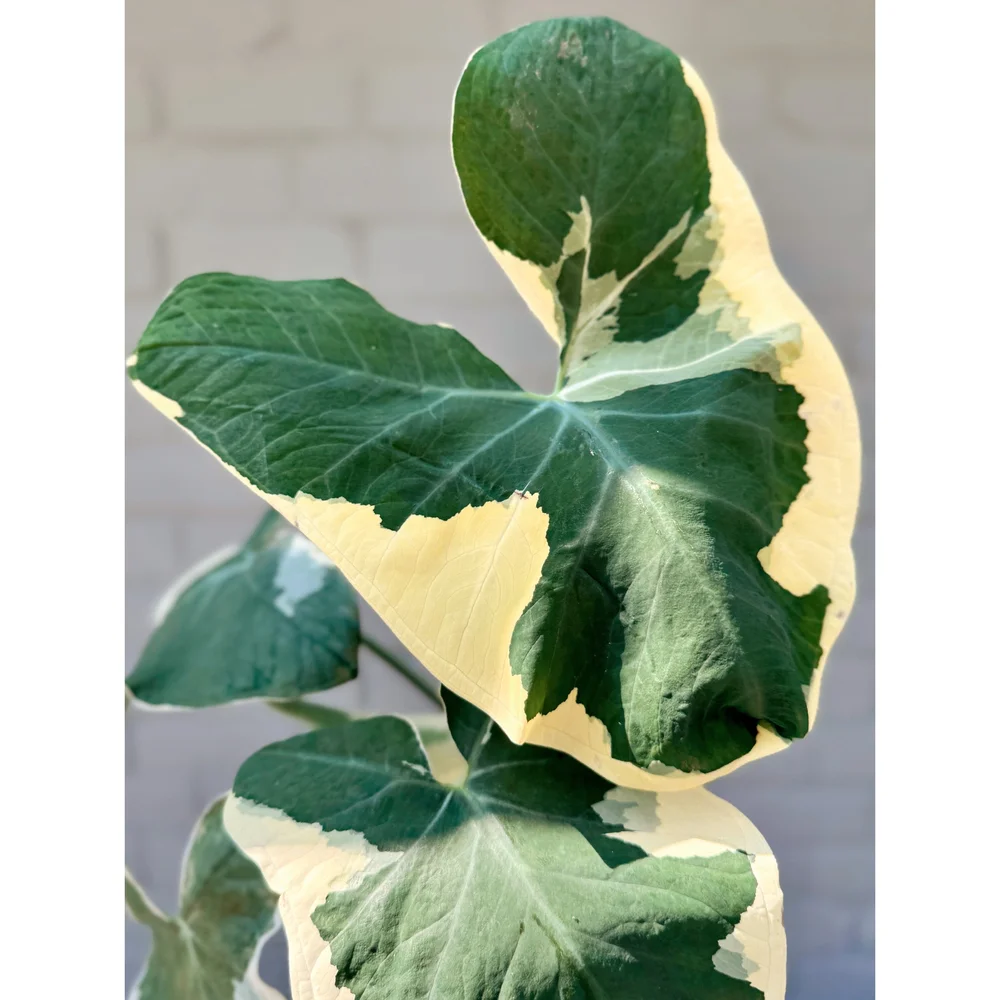 Alocasia 'Mickey Mouse' - Xanthosoma Albo Variegata 6