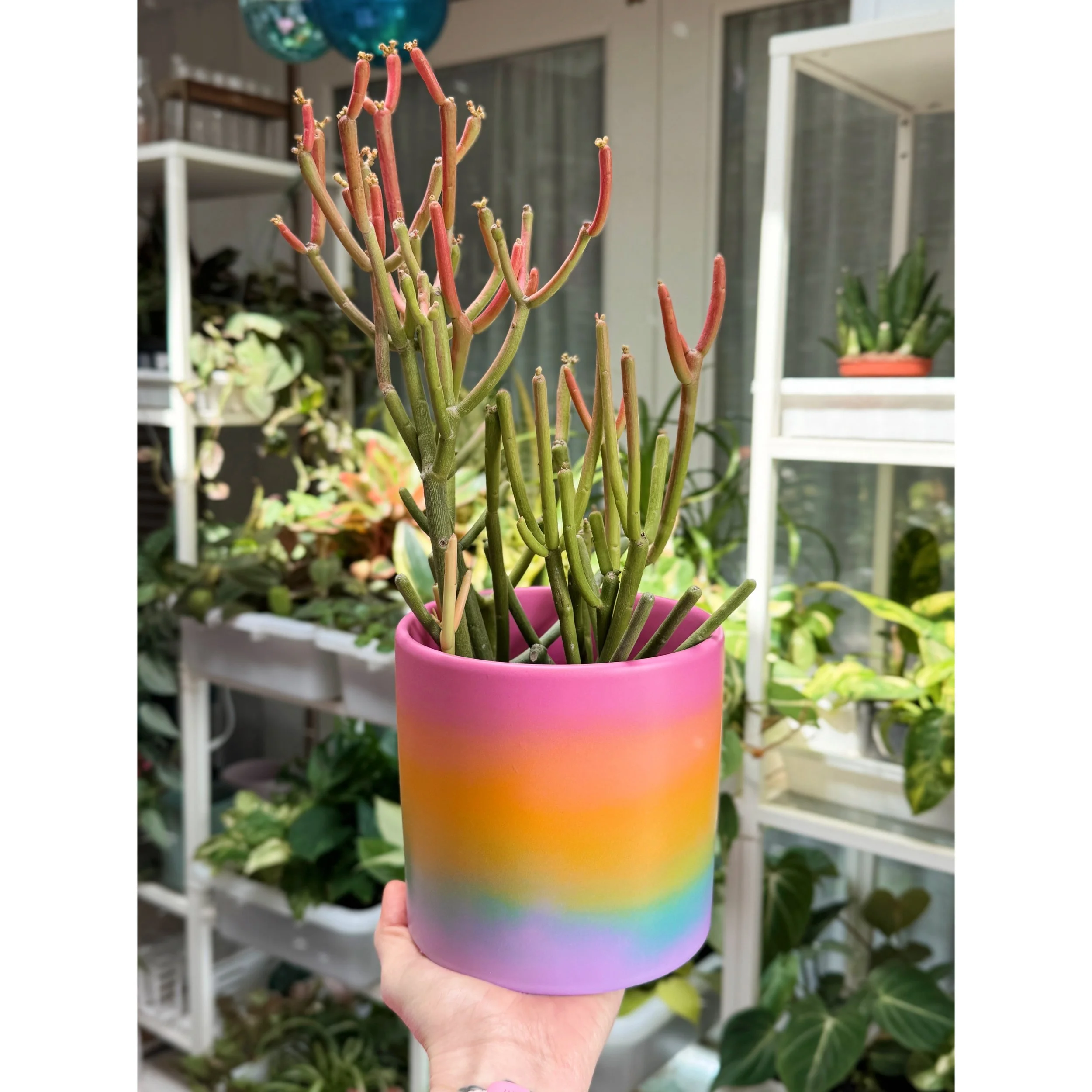 Firesticks - Euphorbia Tirucalli (Pencil Cactus) in Rainbow Ombre Pot