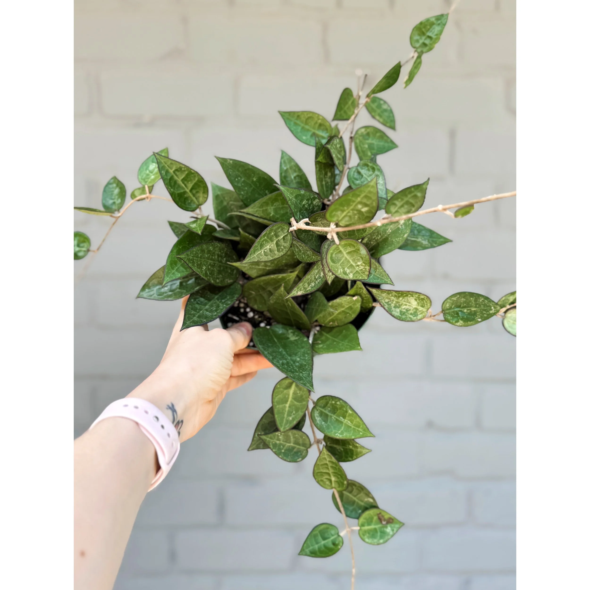 Hoya Parasitica Black Margin
