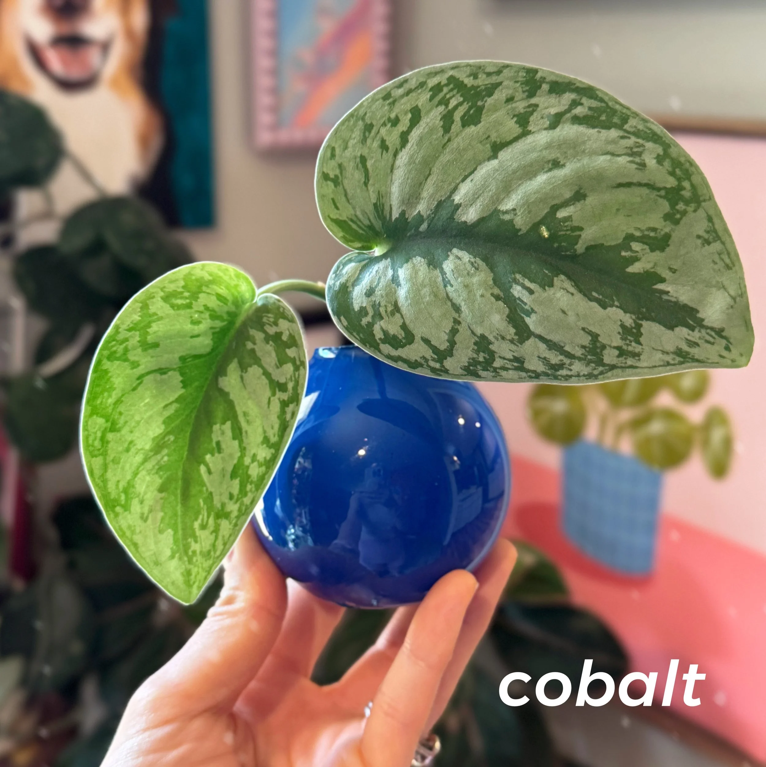 Propagation Ball Vases - Cobalt