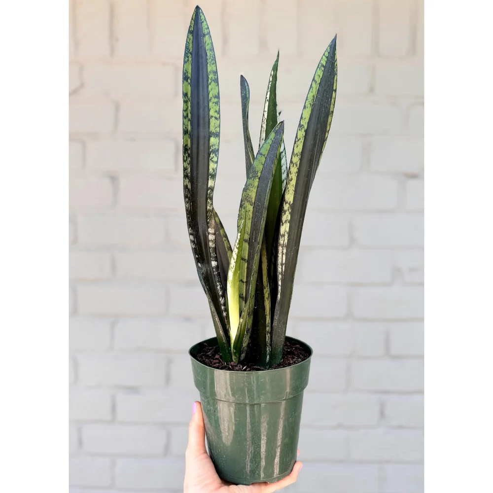 洋書 the splendid sansevieria the splendid sansevieria 【公式通販】