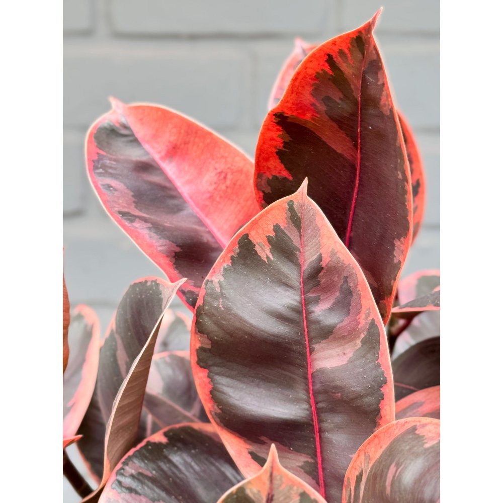 Ficus Elastica 'Ruby' Rubber Tree 6"  Stayin' Alive Succulents