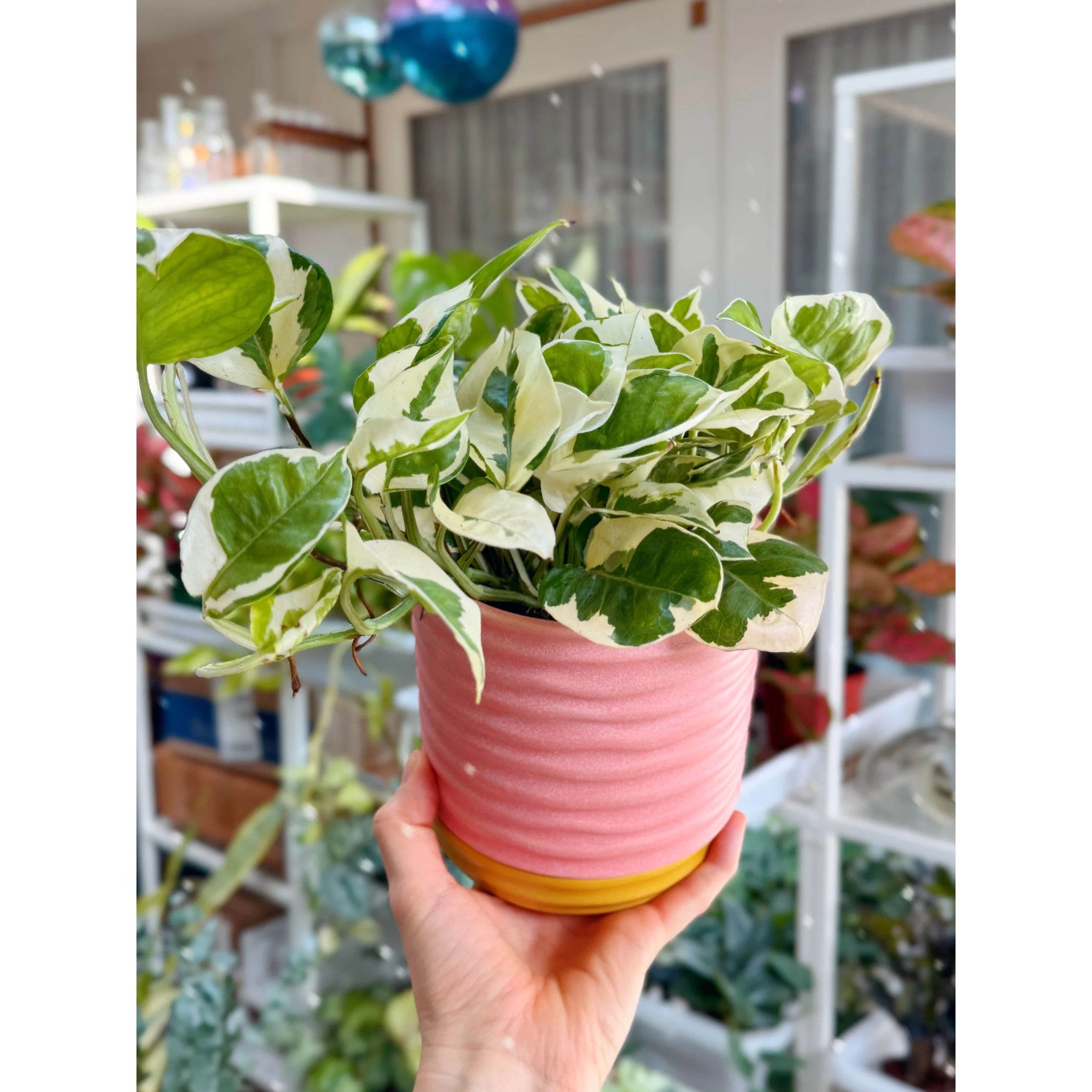 Pothos N'Joy with Pink and Yellow Ribbed Manitoba Pot