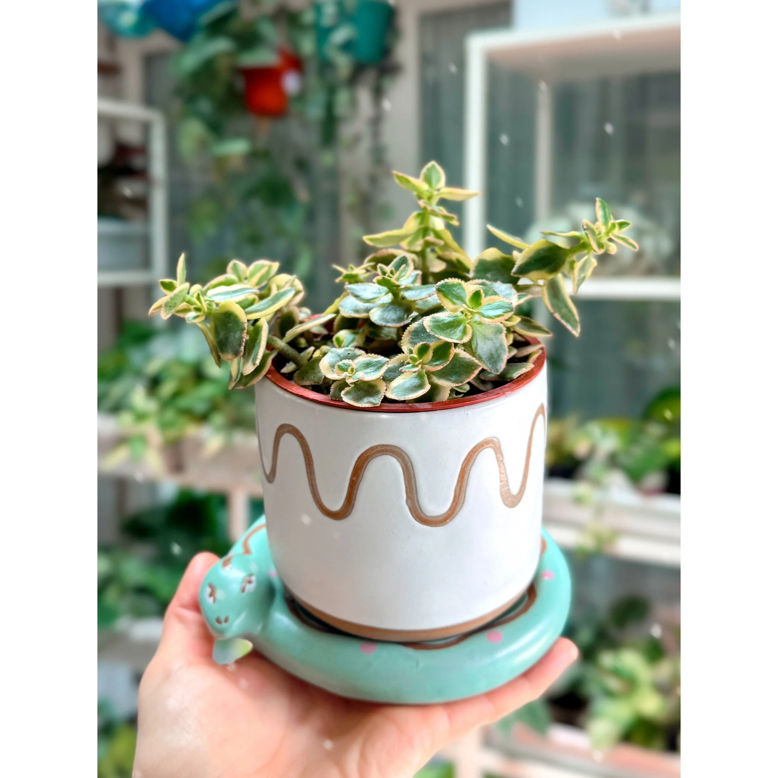 Crassula Sarmentosa 'Comet' in Bindi Snake Pot