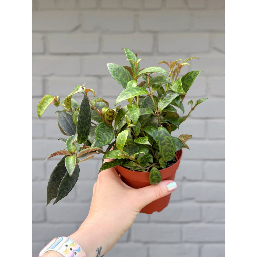 chinotto plant Chinotto Citrus Tree (Myrtle-Leaved Orange) – flyingdragonnursery
