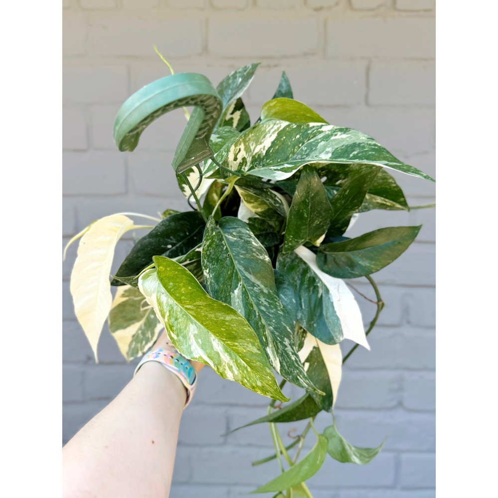 Epipremnum Pinnatum Albo Variegata 6" HB  Stayin' Alive Succulents