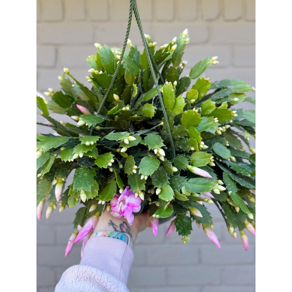 Holiday Cactus 'Pandora 8" HB (Violet Pink and White Blooms)  Stayin'  Alive Succulents