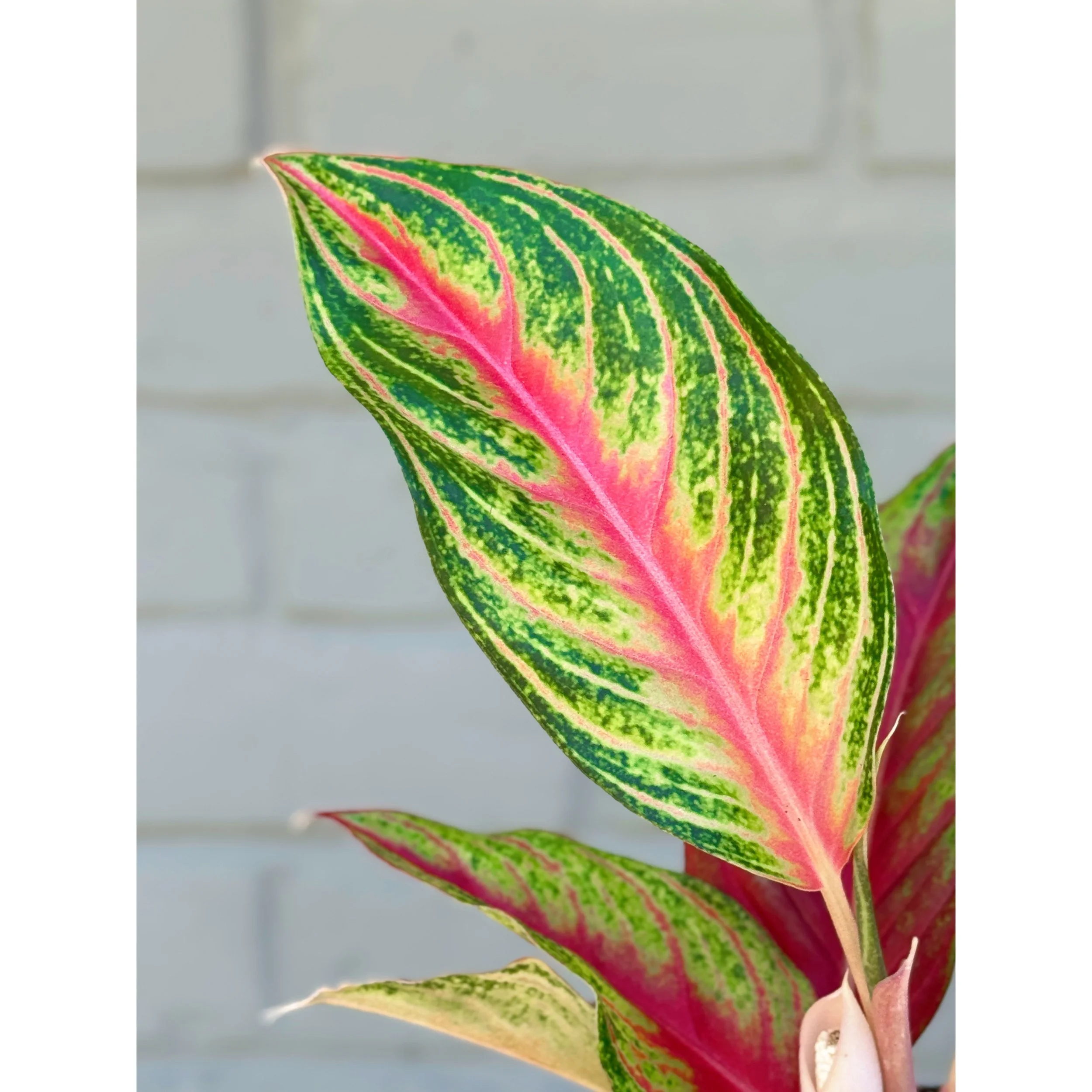 Aglaonema Hybrid 'Red Sunset'