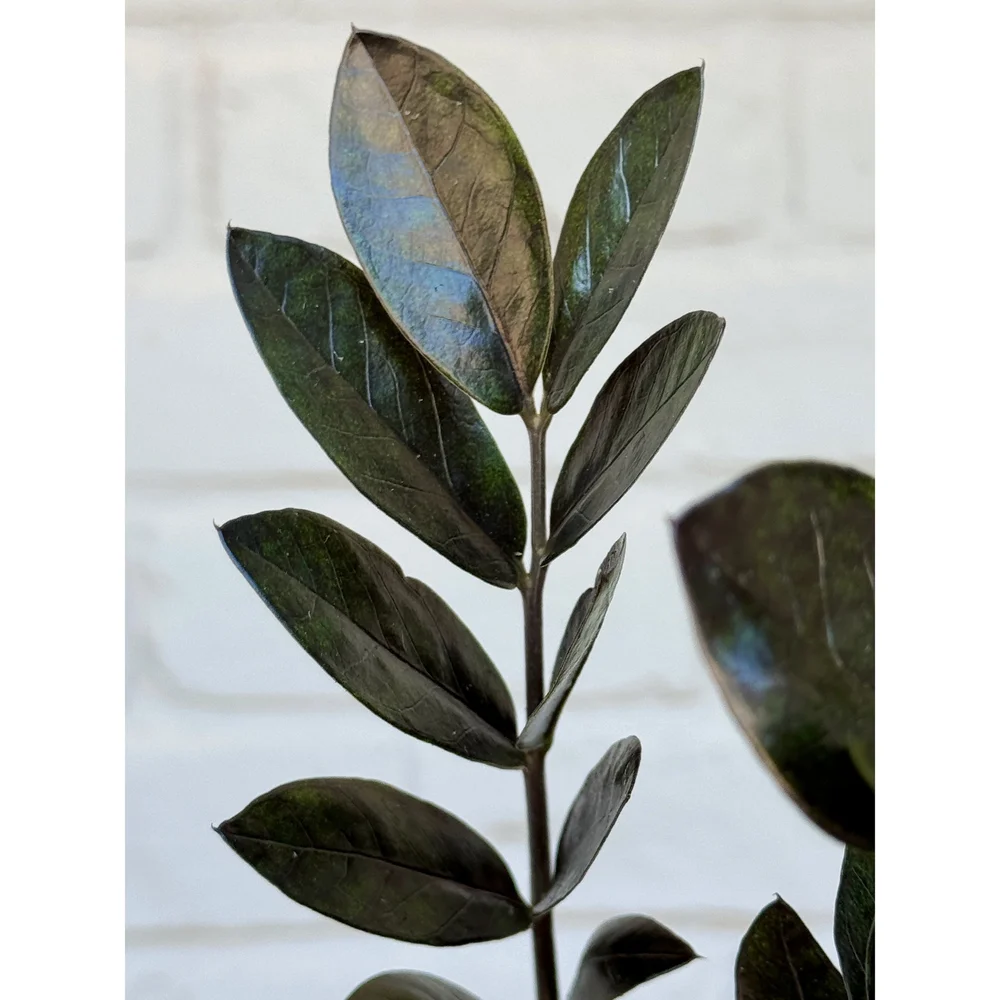 Raven ZZ Plant 'Black Queen' 4