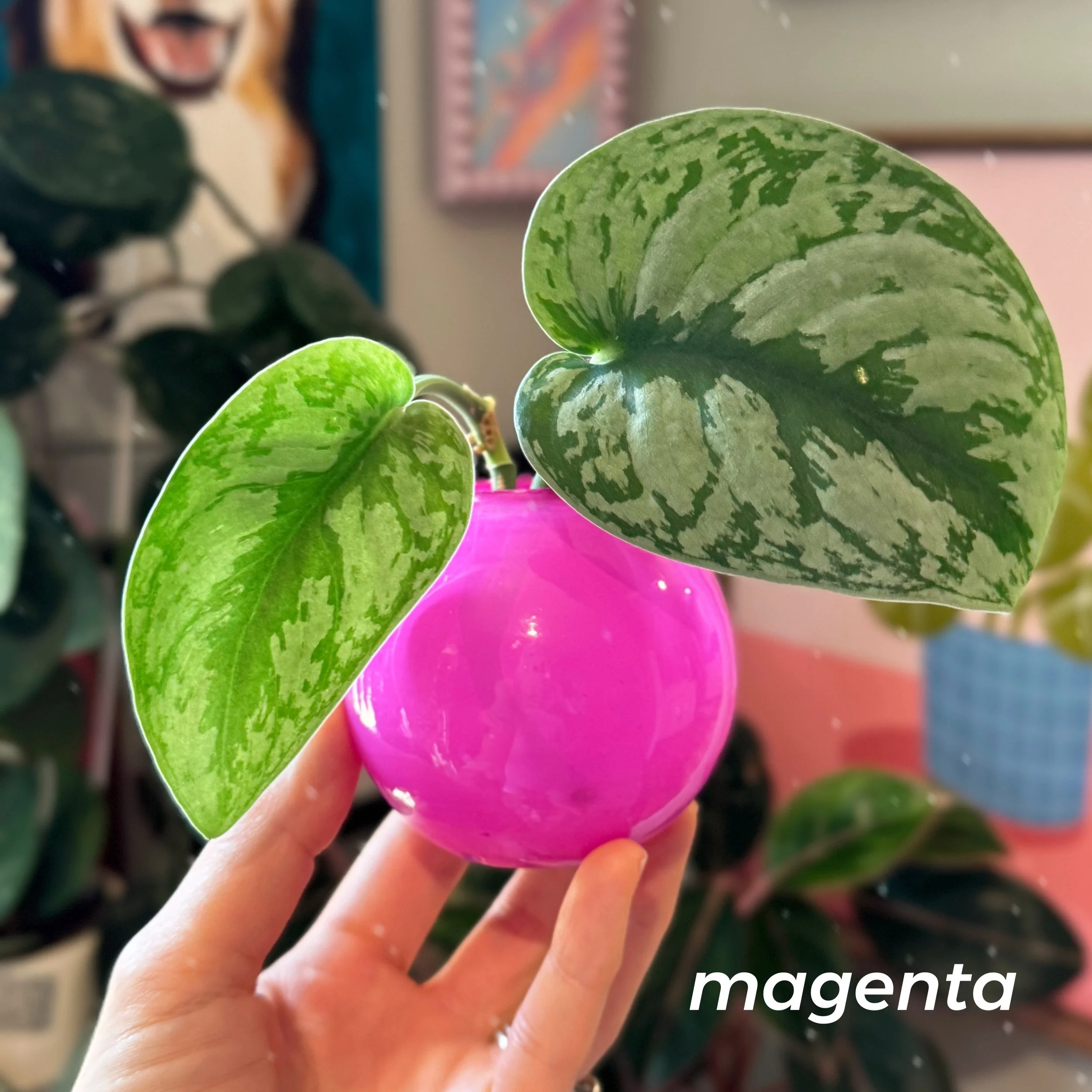 Propagation Ball Vases - Magenta