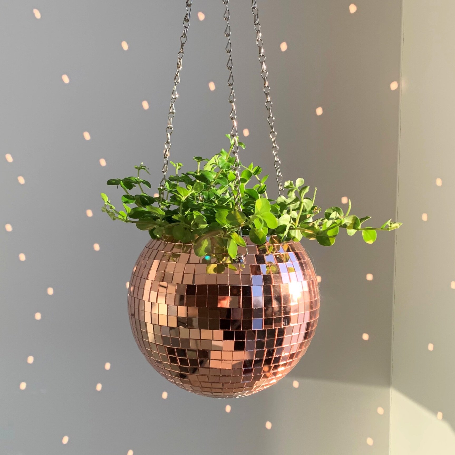 Rose Gold medium disco