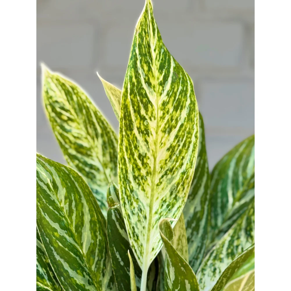 philodendorn house plant gaint Philodendron Imperial Green main image 0