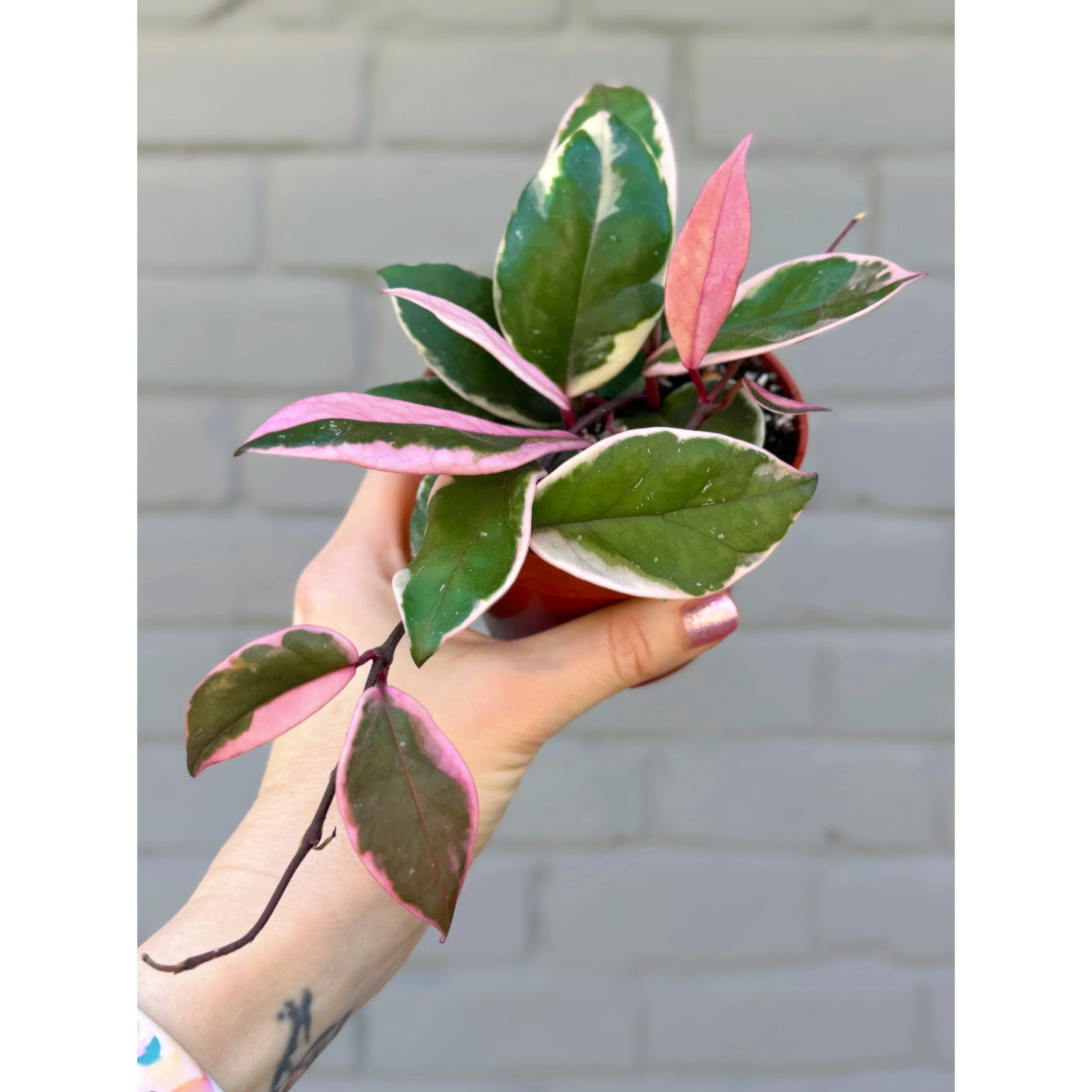 Hoya 'Flamingo Dream' (Purple Pride)