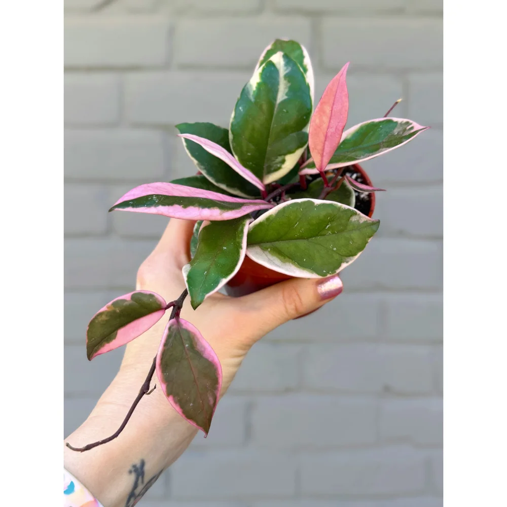 Hoya Flamingo Dream (Purple Pride) — Stayin' Alive Succulents