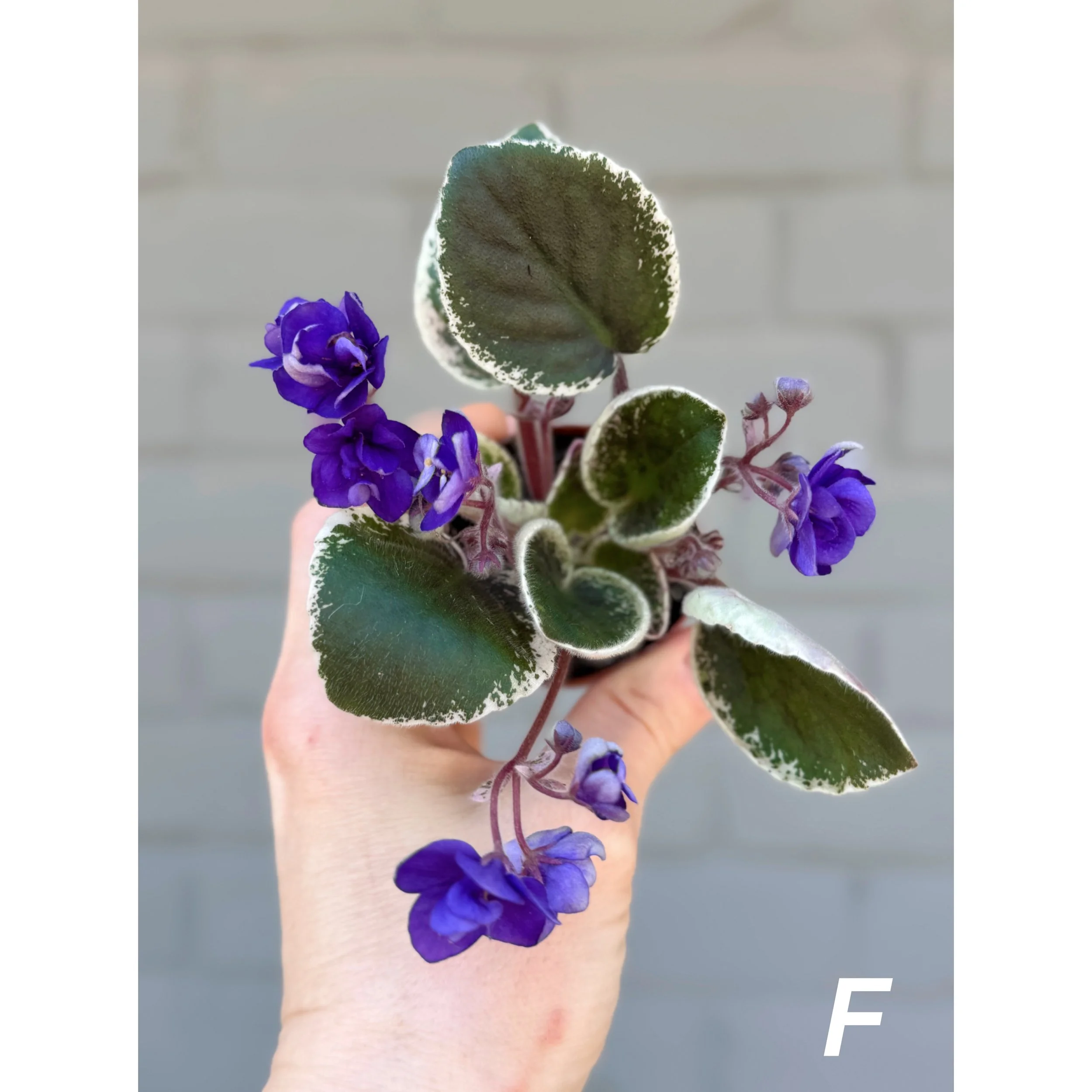 Variegated African Violets Dark Blue Blooms