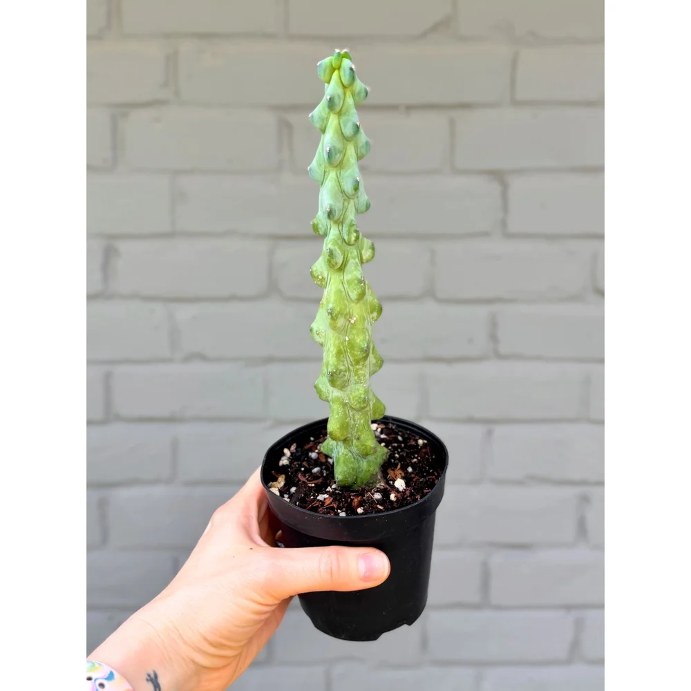 gac fruit plant Gac Fruit *Pre-Order*