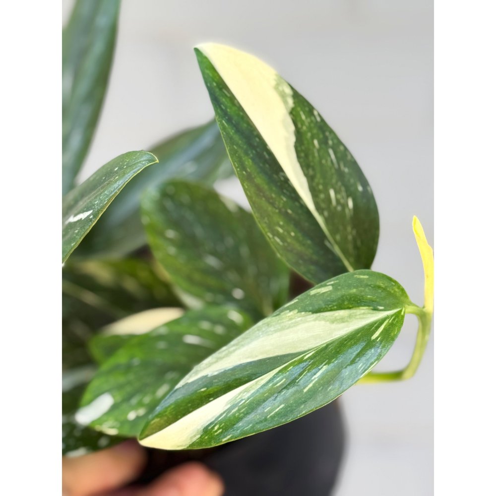 monstera variegata ikea Thai Constellation Monstera 8