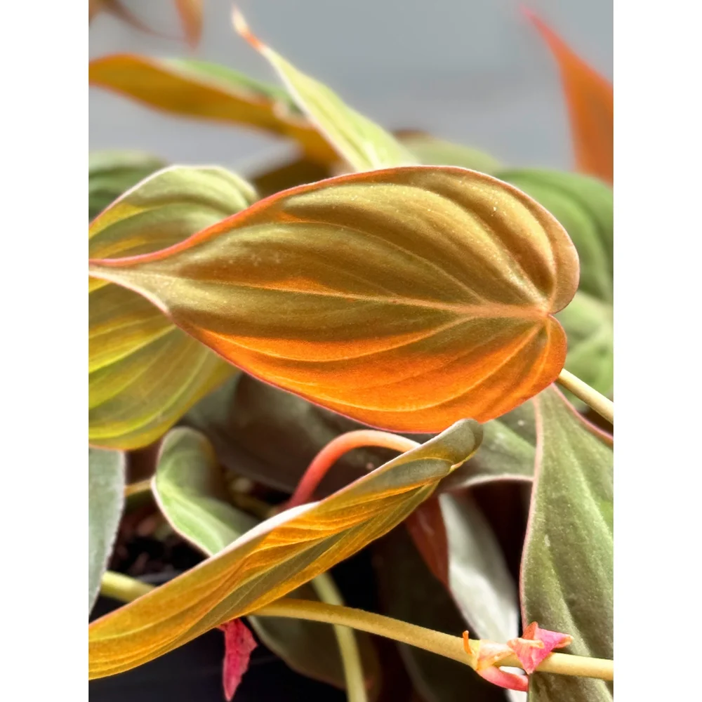 blackberry bush plant Arapaho Blackberry | #3 Container / QTY of 24 | | each | | Ships in