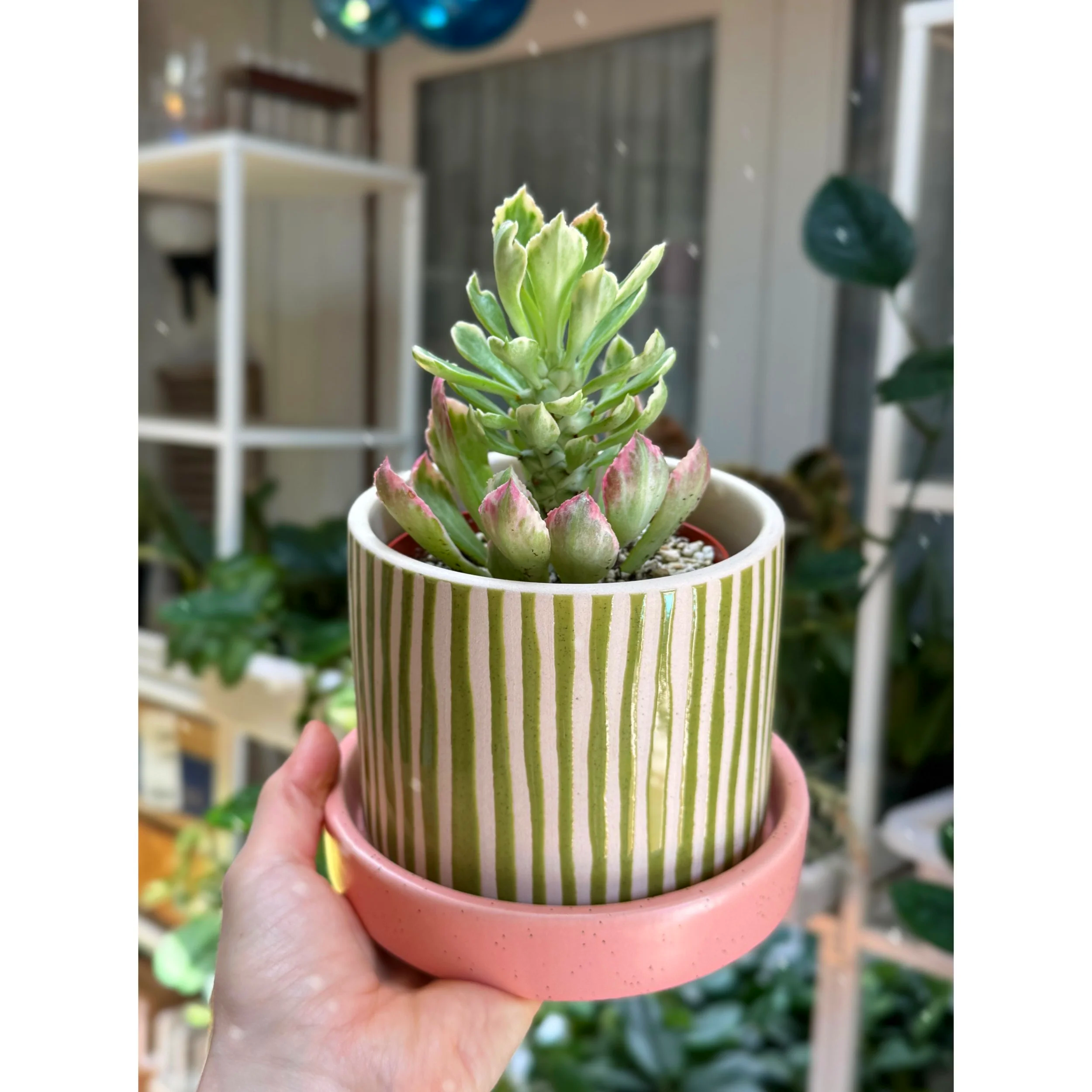 Euphorbia Variegated 'Ritchiei' in Watermelon Stripe Pot