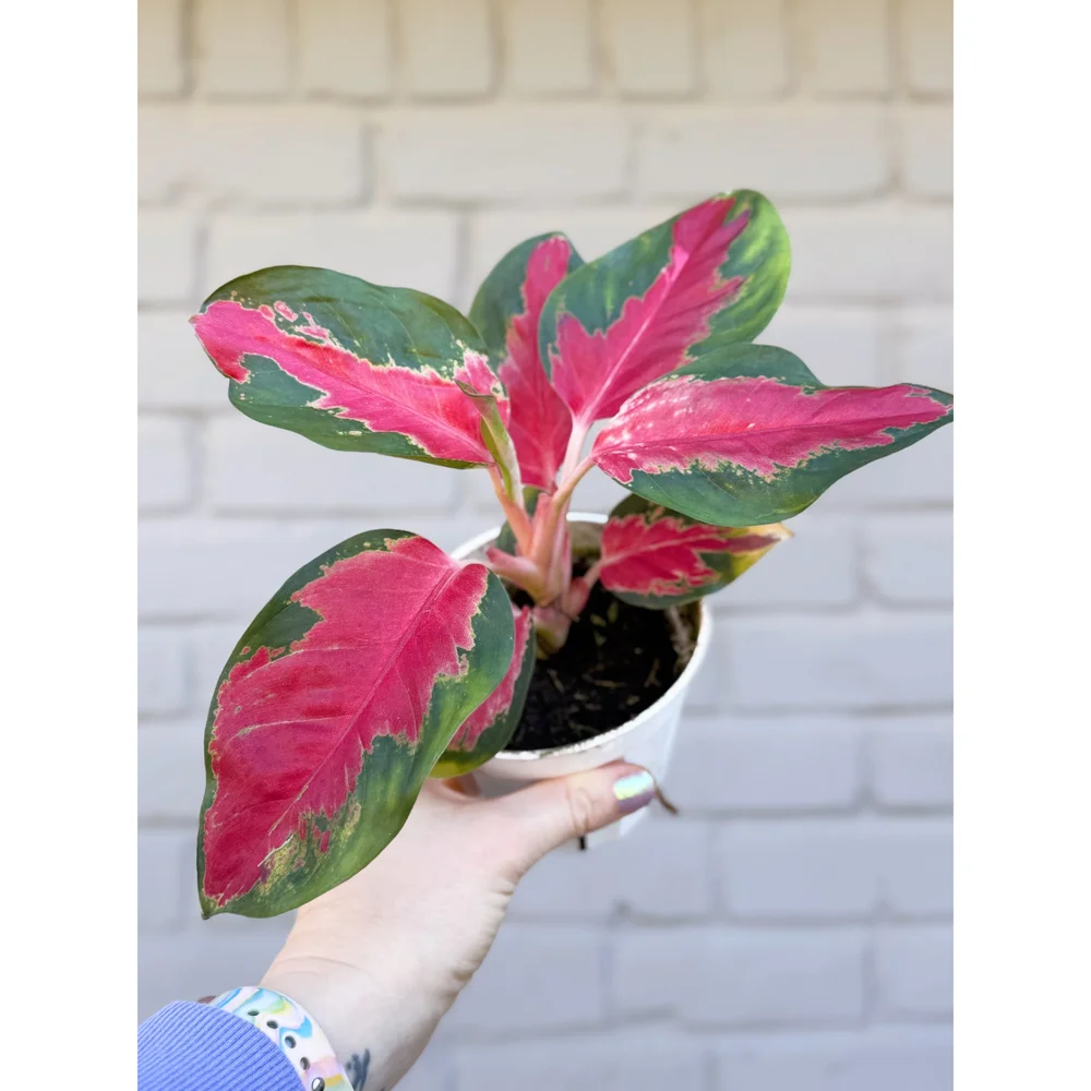 Aglaonema Hybrid 'Suksom Jaipong' — Stayin' Alive Succulents