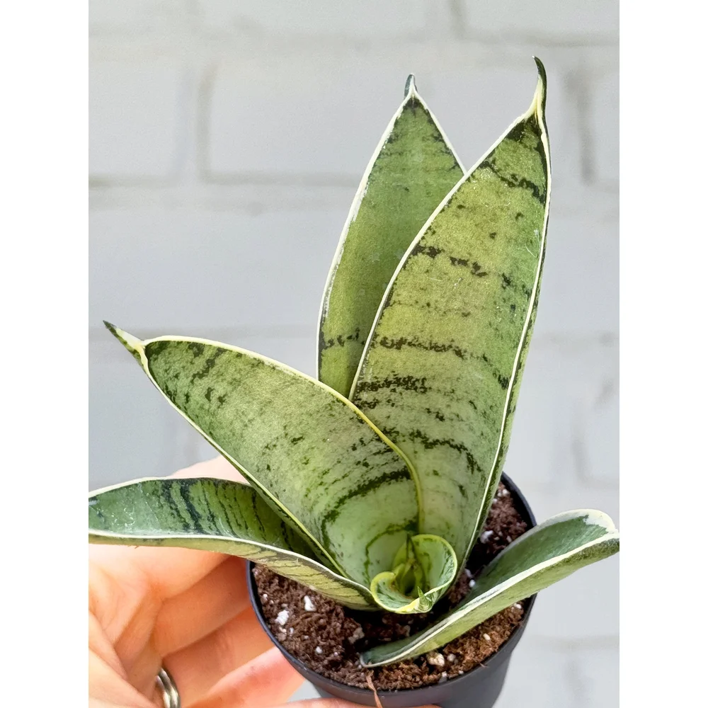 Sansevieria Hahnii 'Silver Star' 2"  Stayin' Alive Succulents