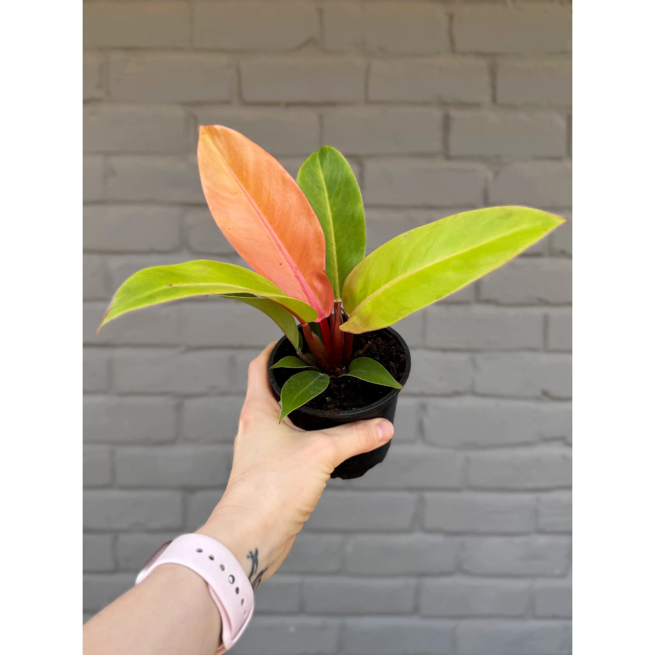 Philodendron 'Prince of Orange'