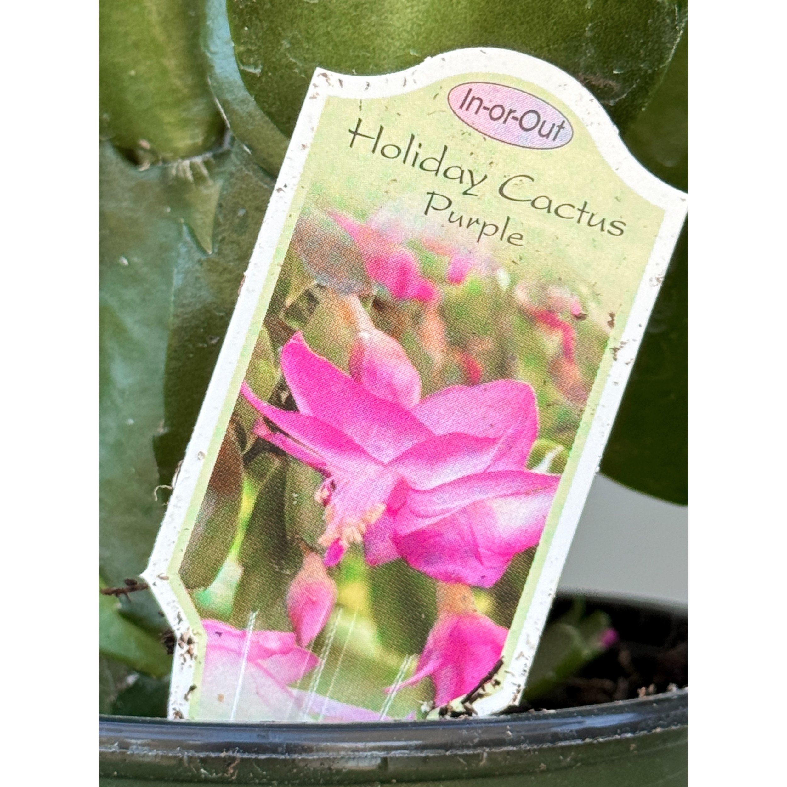 Holiday Cactus 'Purple'