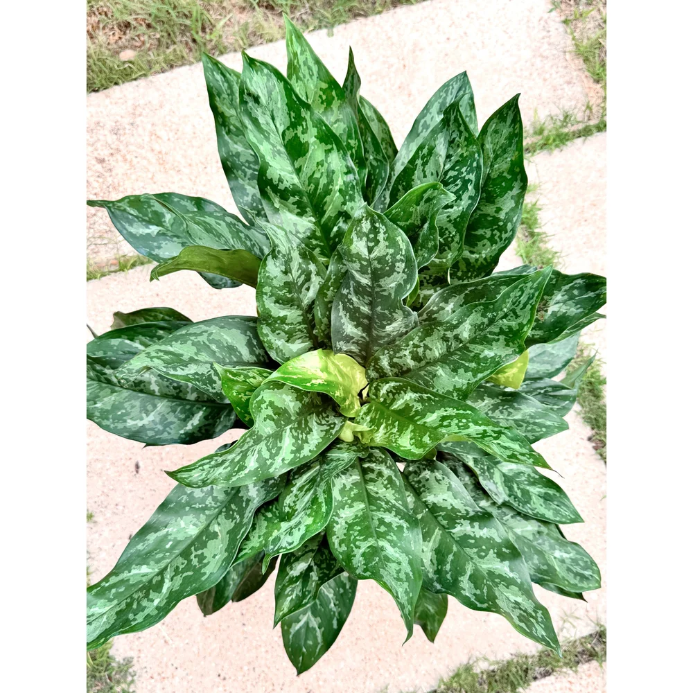 house warming plant Housewarming Bundles  Foli