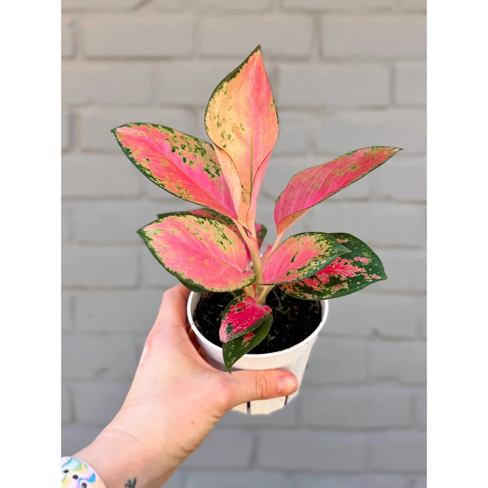 Aglaonema Hybrid 'Pink Pearl' (Chinese Evergreen) — Stayin' Alive