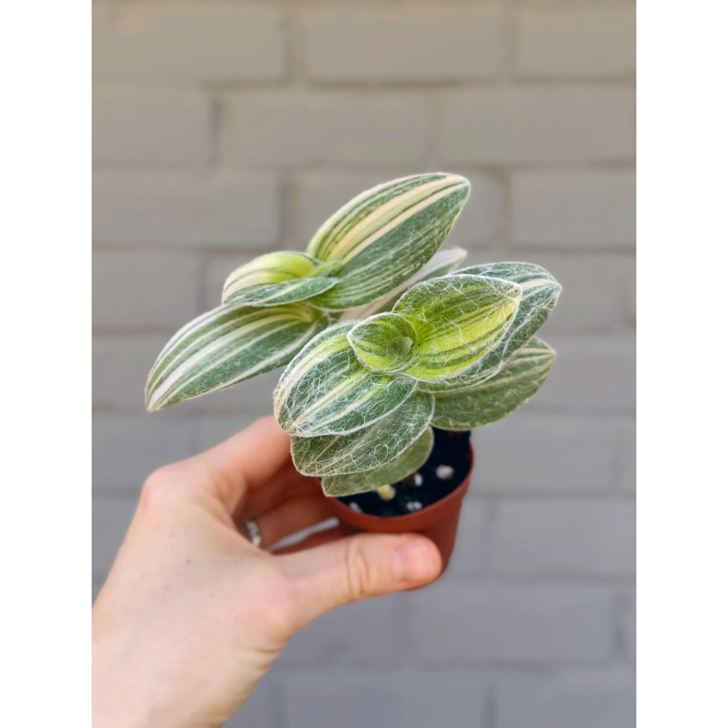 Tradescantia Sillamontana Variegata 'White Velvet' 2"