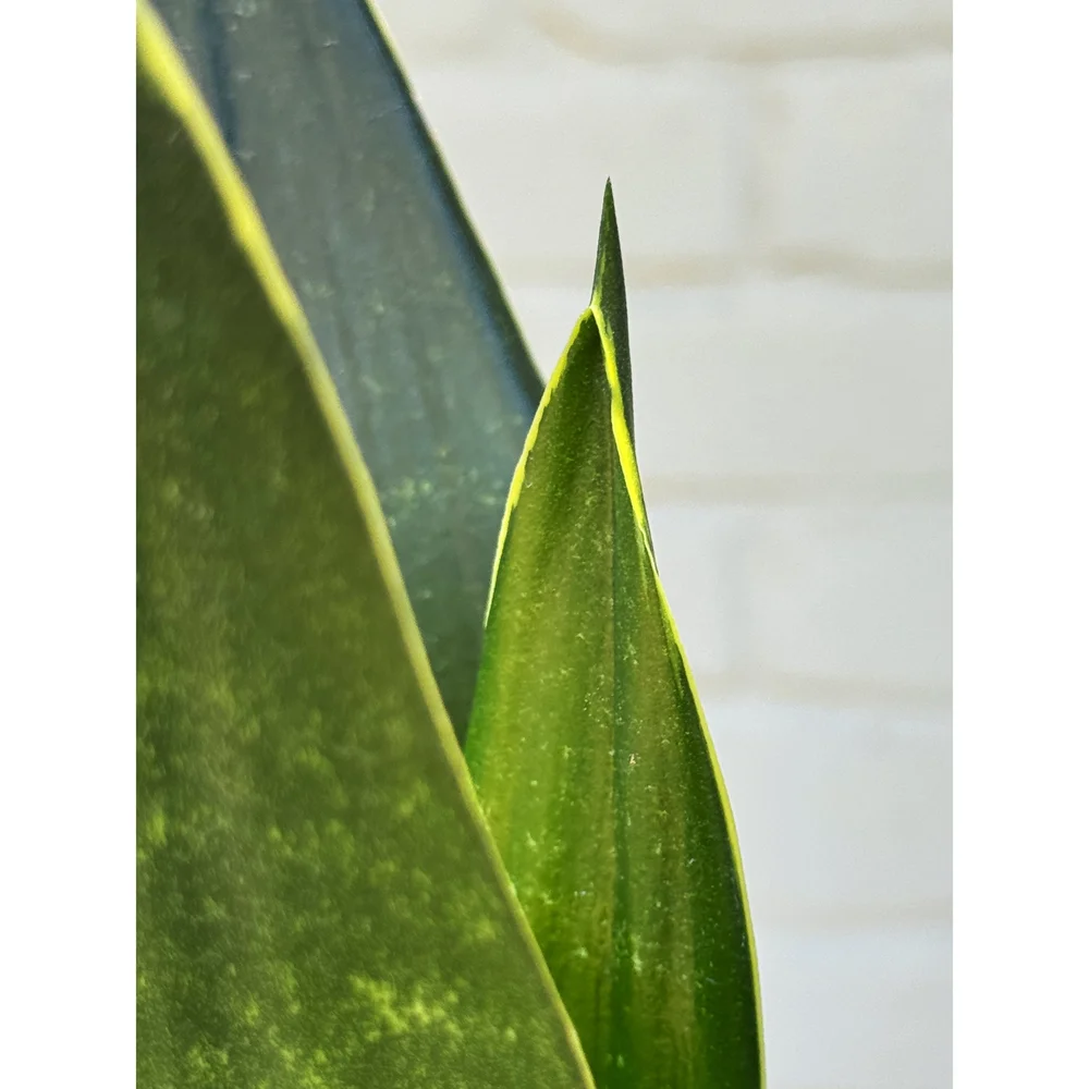 Sansevieria 'Black Diamond' 4