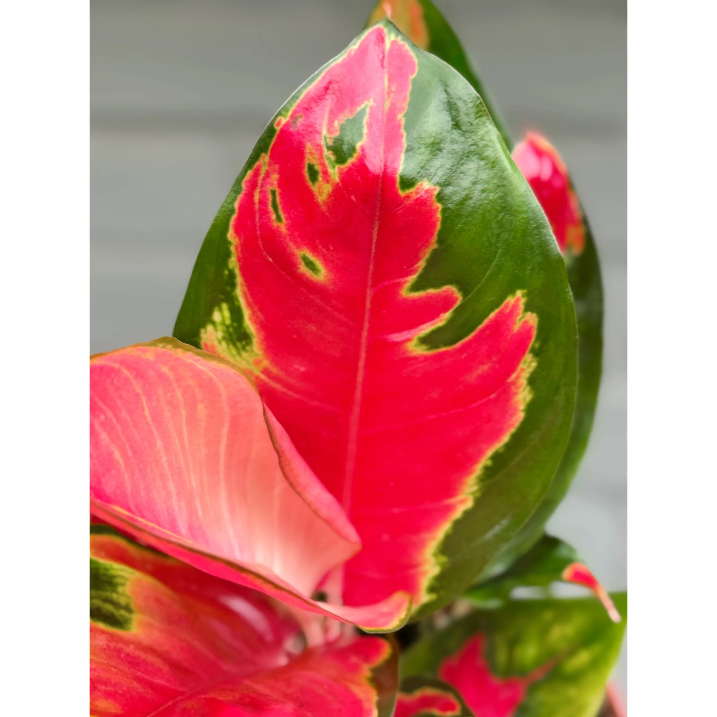 Aglaonema Hybrid 'Eastern Red'