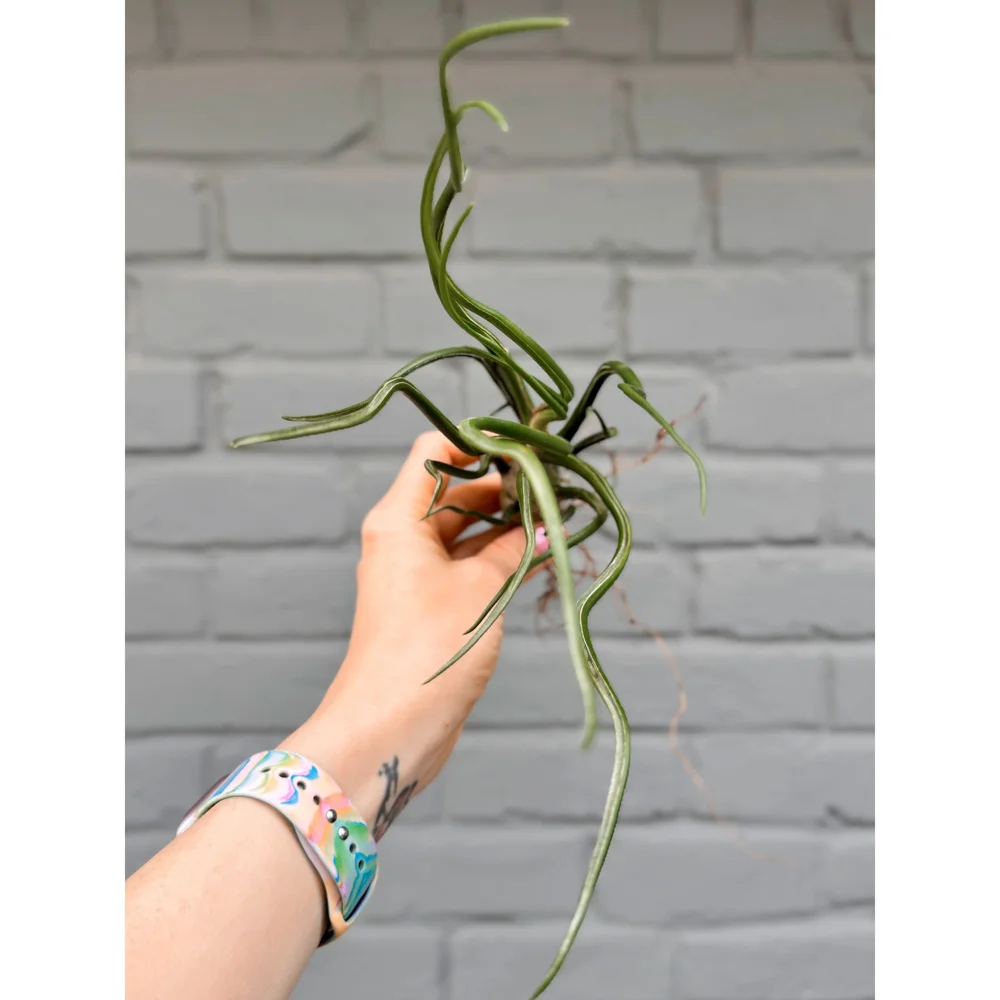 Large Tillandsia Bulbosa Belize Air Plant  Stayin' Alive Succulents