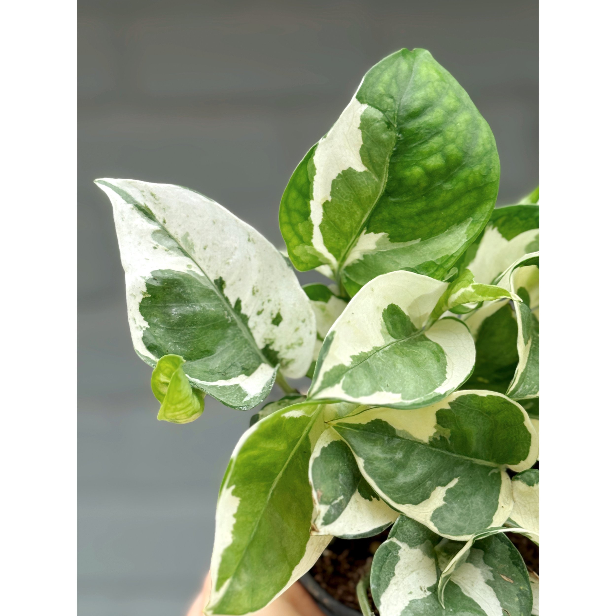 Epipremnum Aureum Pothos N’ Joy